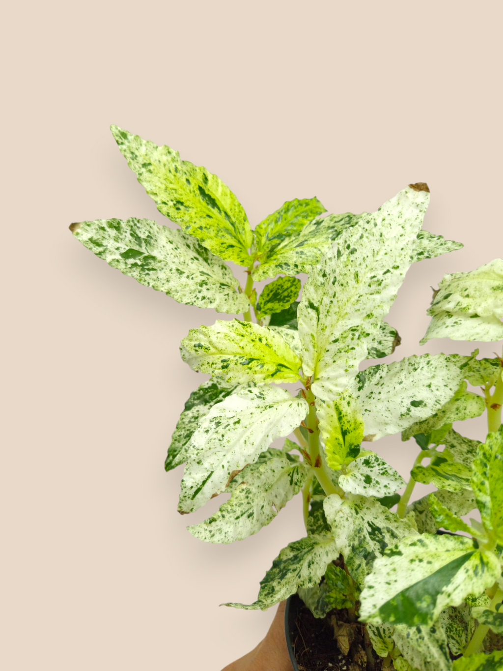 Pellionia Repens Variegated