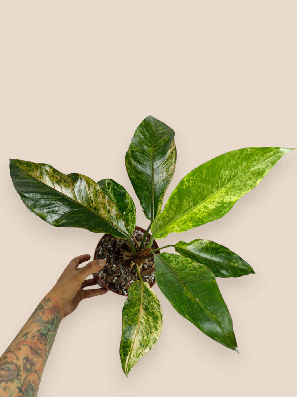 Anthurium Hookery variegata