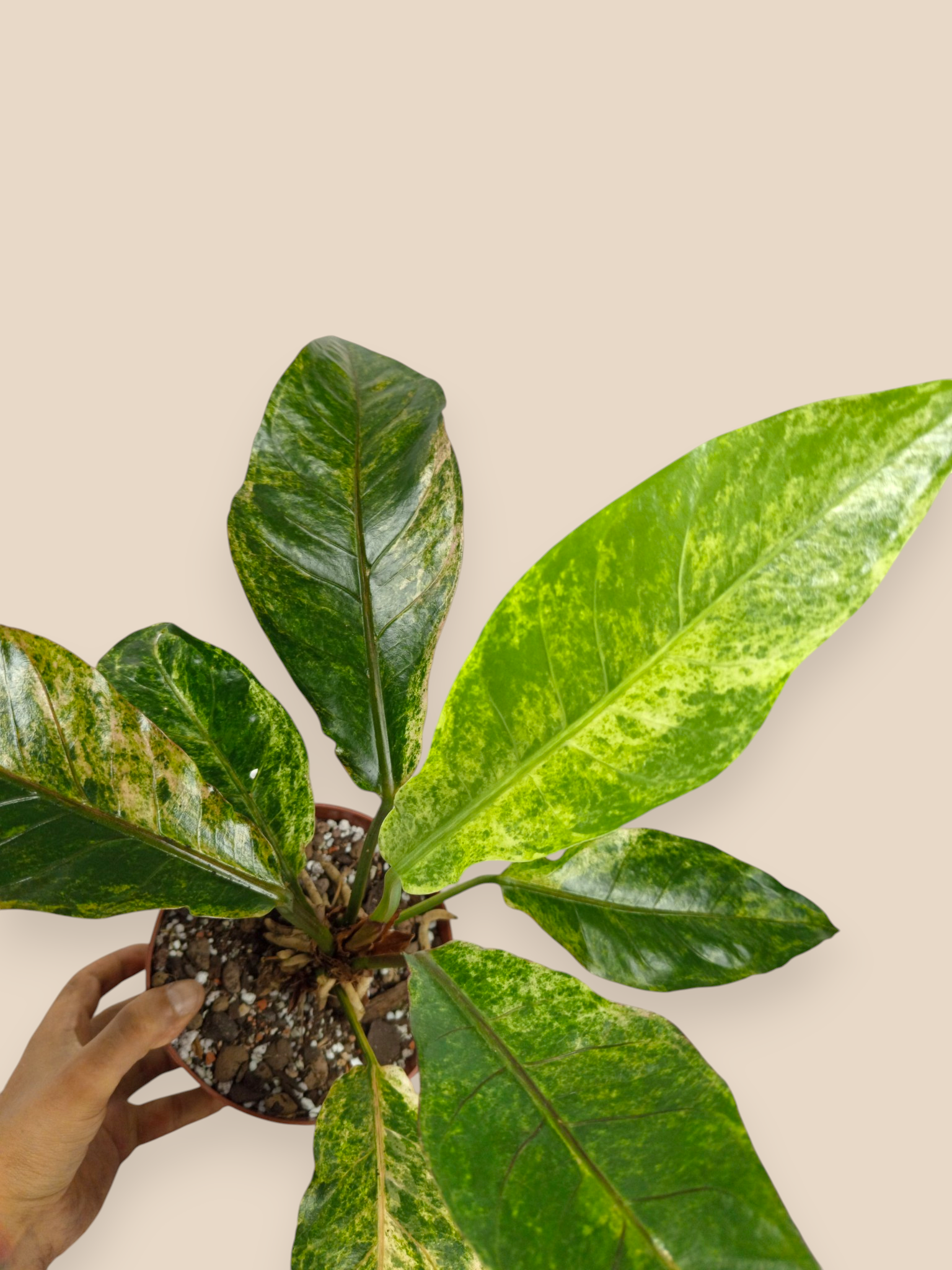 Anthurium Hookery variegata