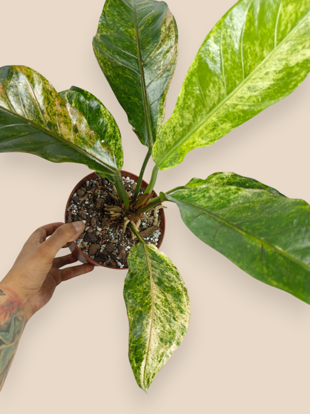 Anthurium Hookery variegata