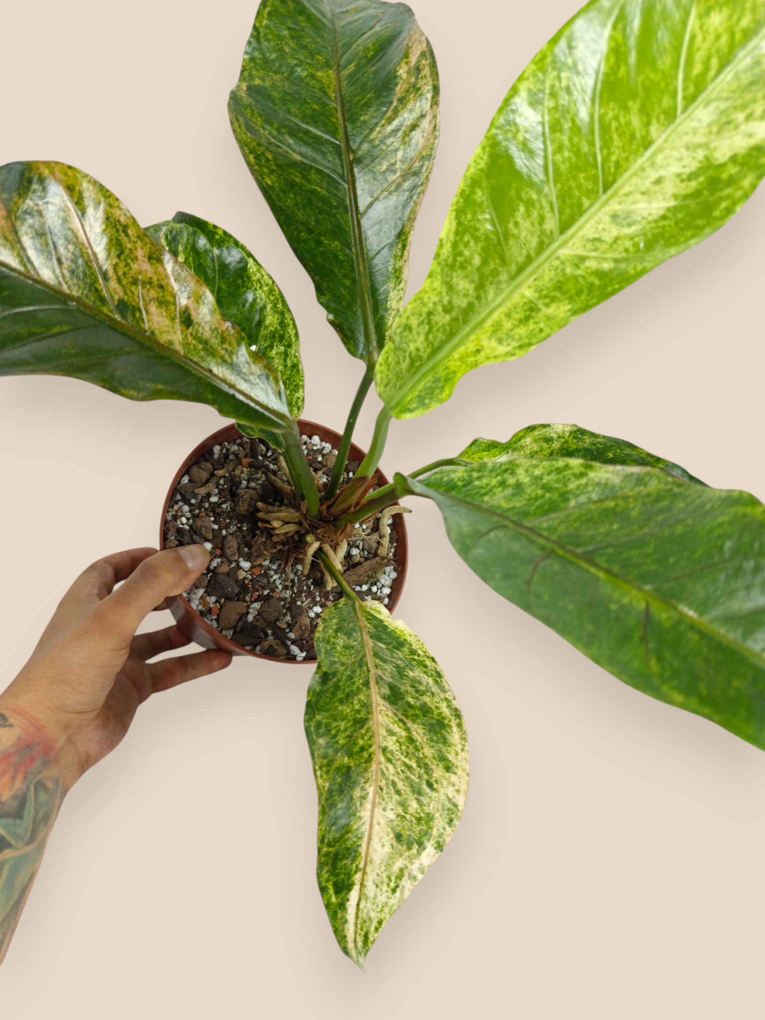 Anthurium Hookery variegata