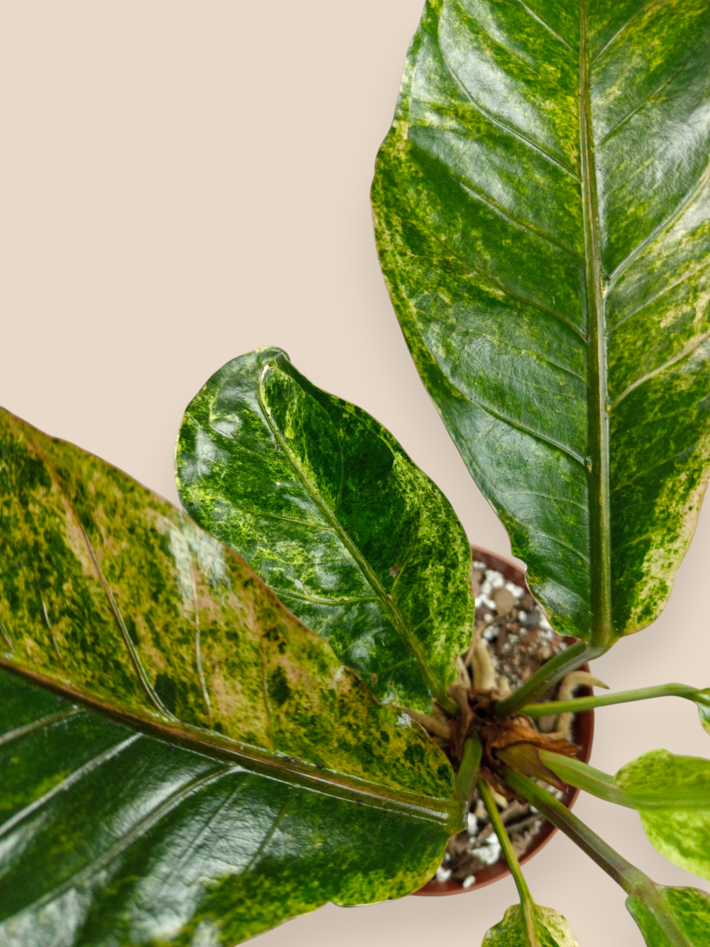 Anthurium Hookery variegata