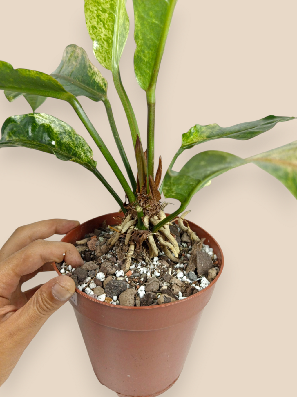 Anthurium Hookery variegata