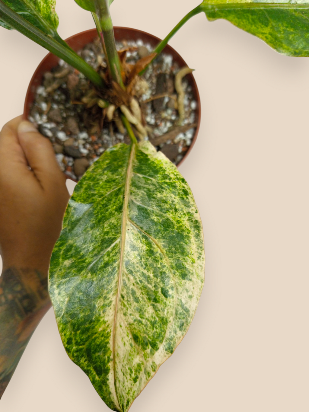 Anthurium Hookery variegata