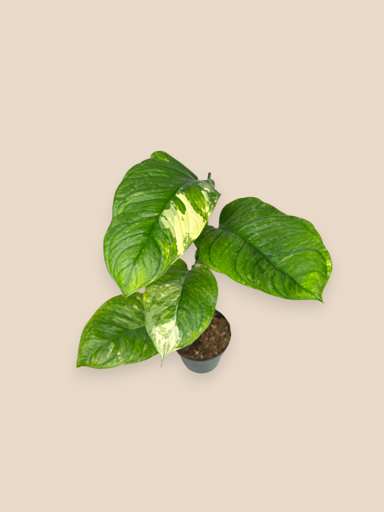 Monstera Oblique Mayuna Variegated