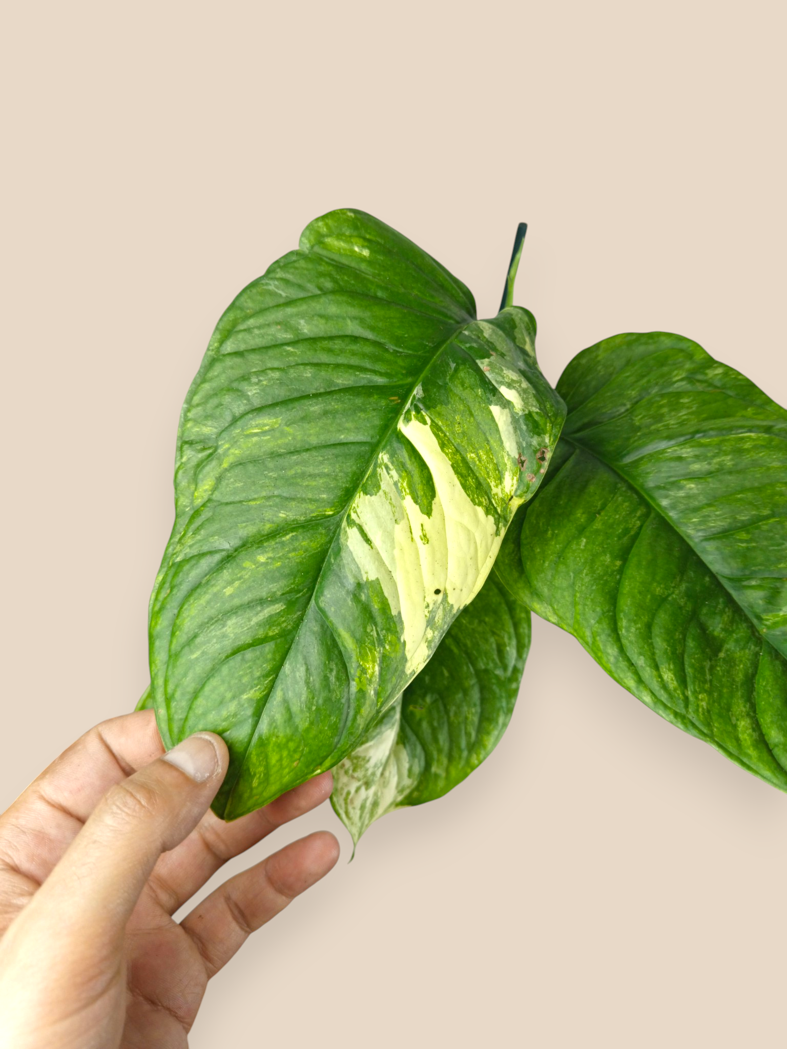 Monstera Oblique Mayuna Variegated