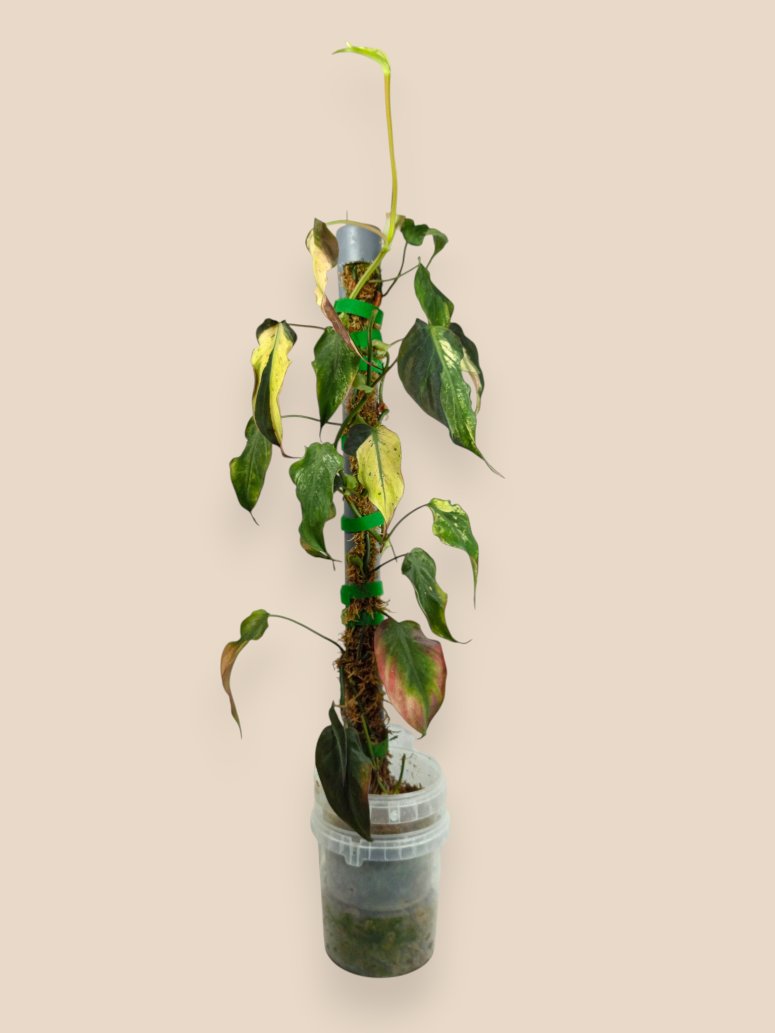 Philodendron Micans Mint