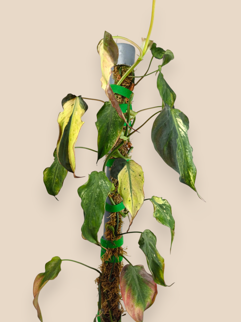 Philodendron Micans Mint