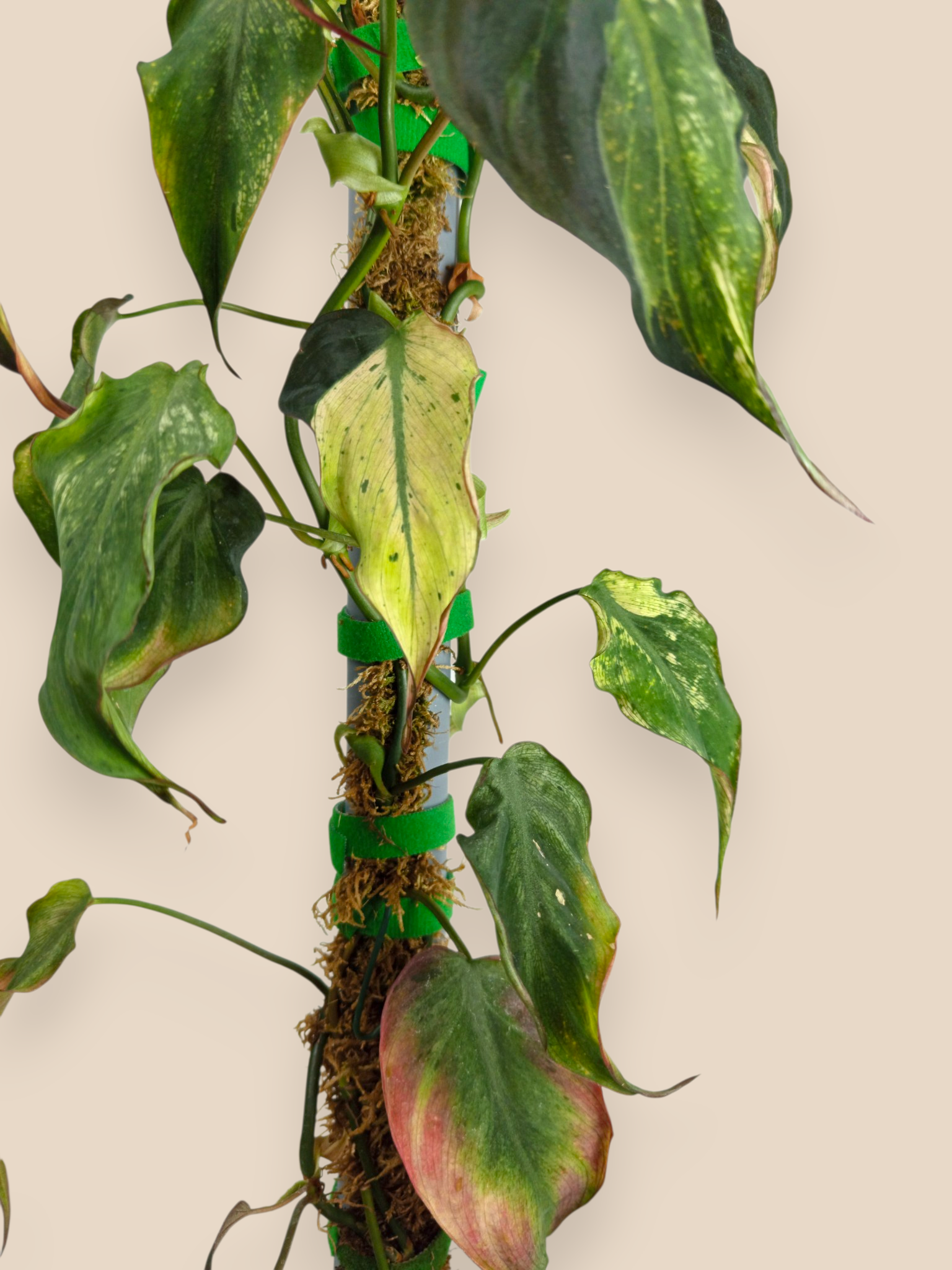 Philodendron Micans Mint