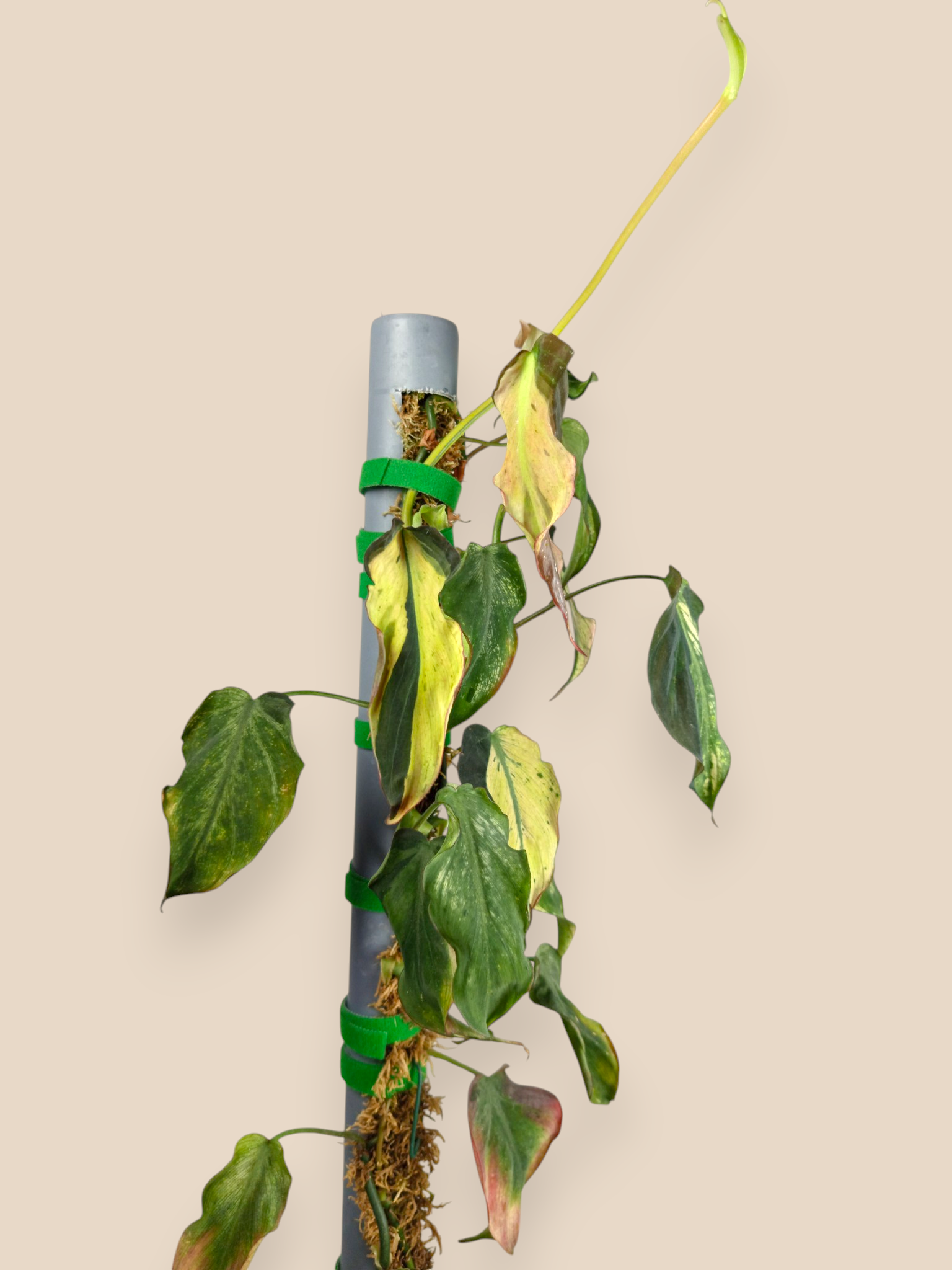 Philodendron Micans Mint