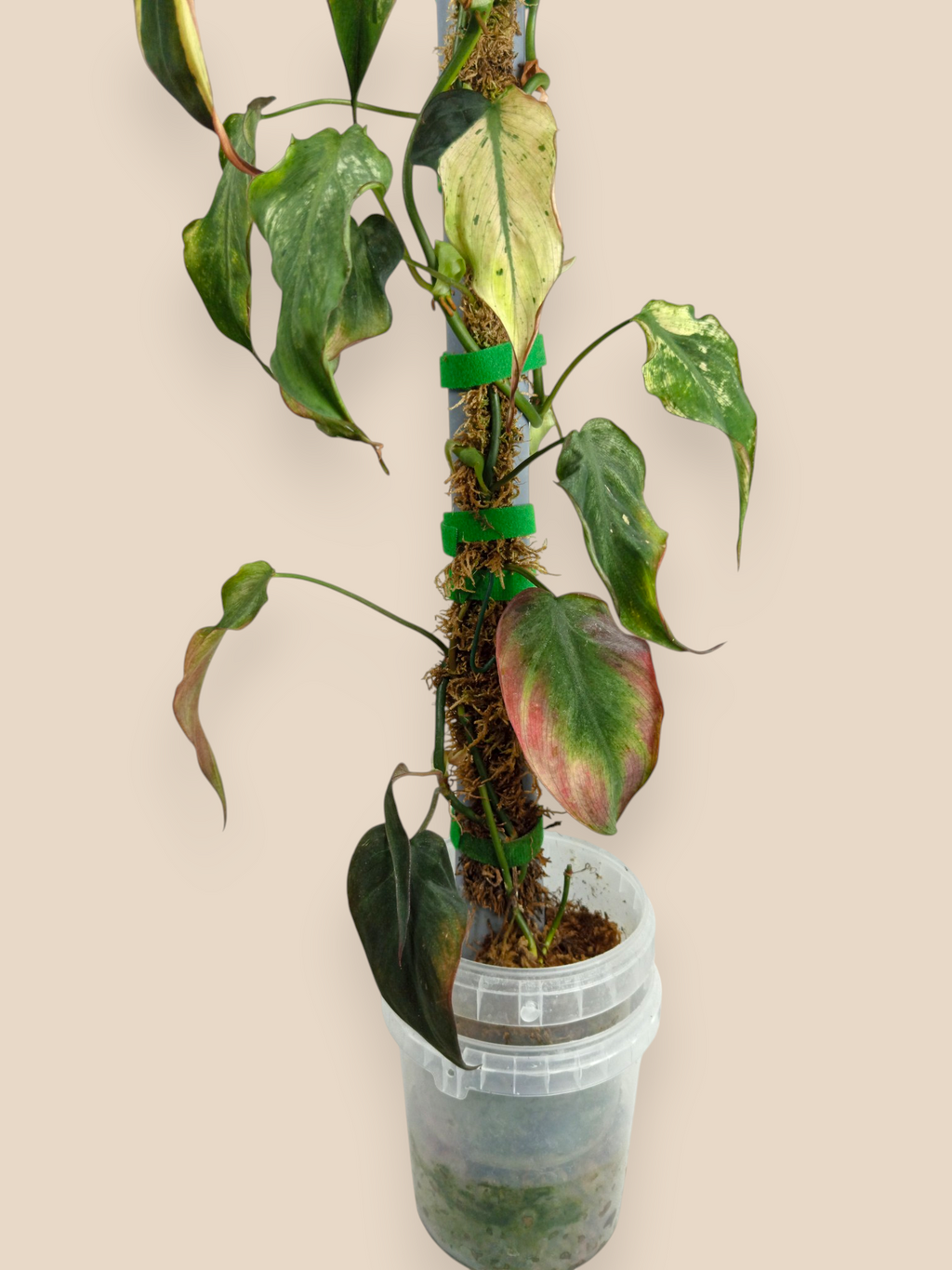 Philodendron Micans Mint