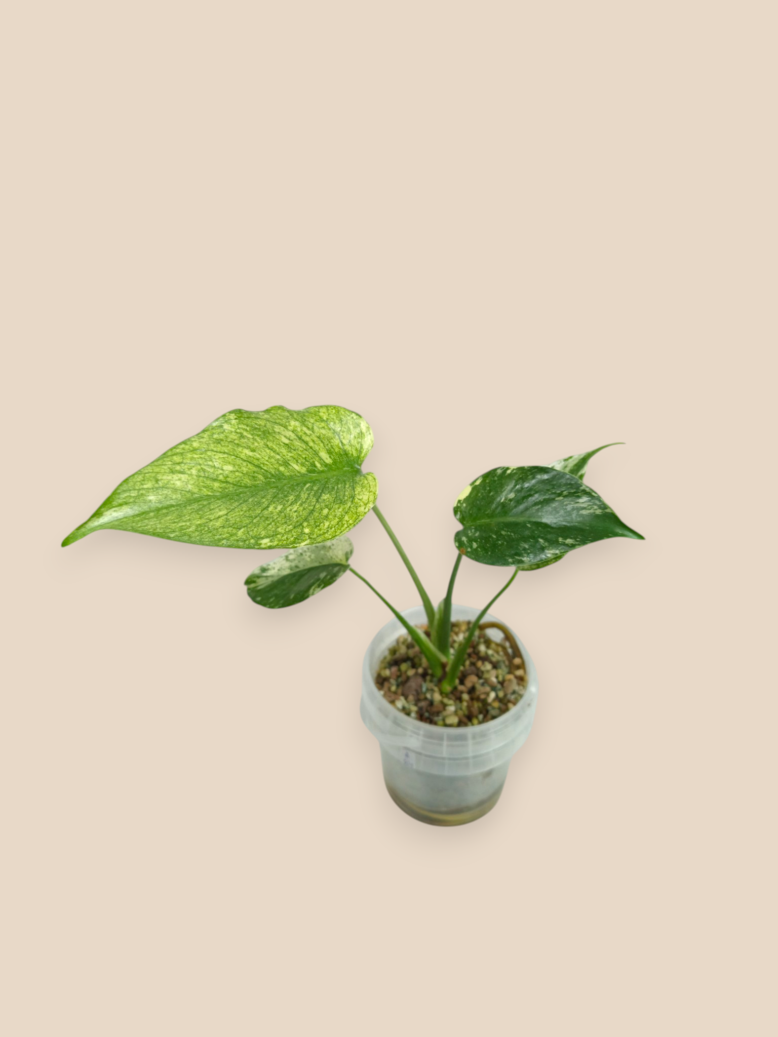 Monstera Kunzo White Monster