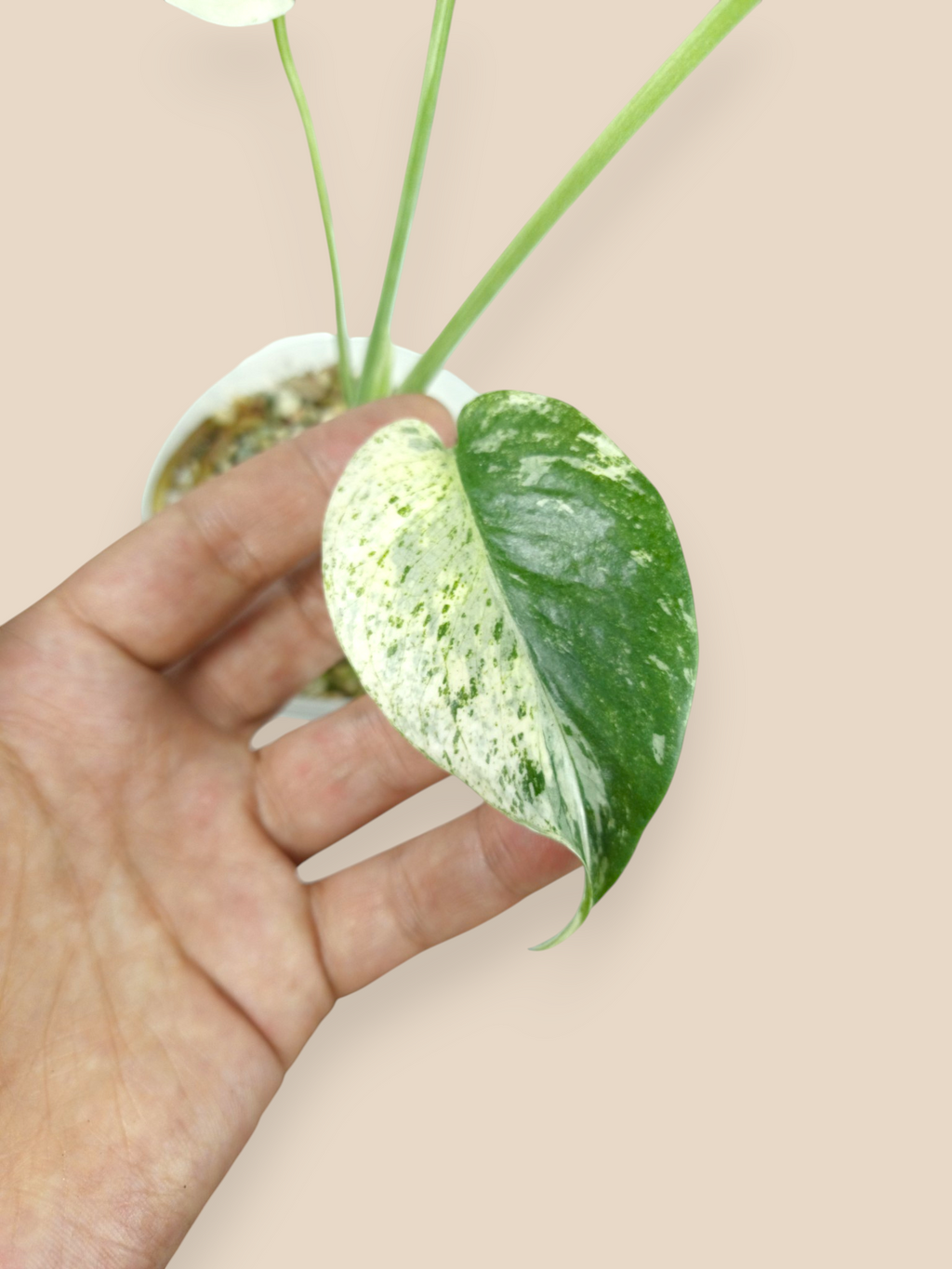 Monstera Kunzo White Monster