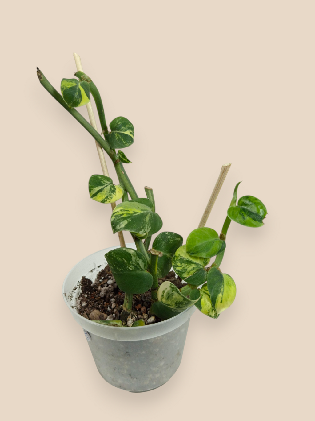 Rhaphidophora Hayi Variegata