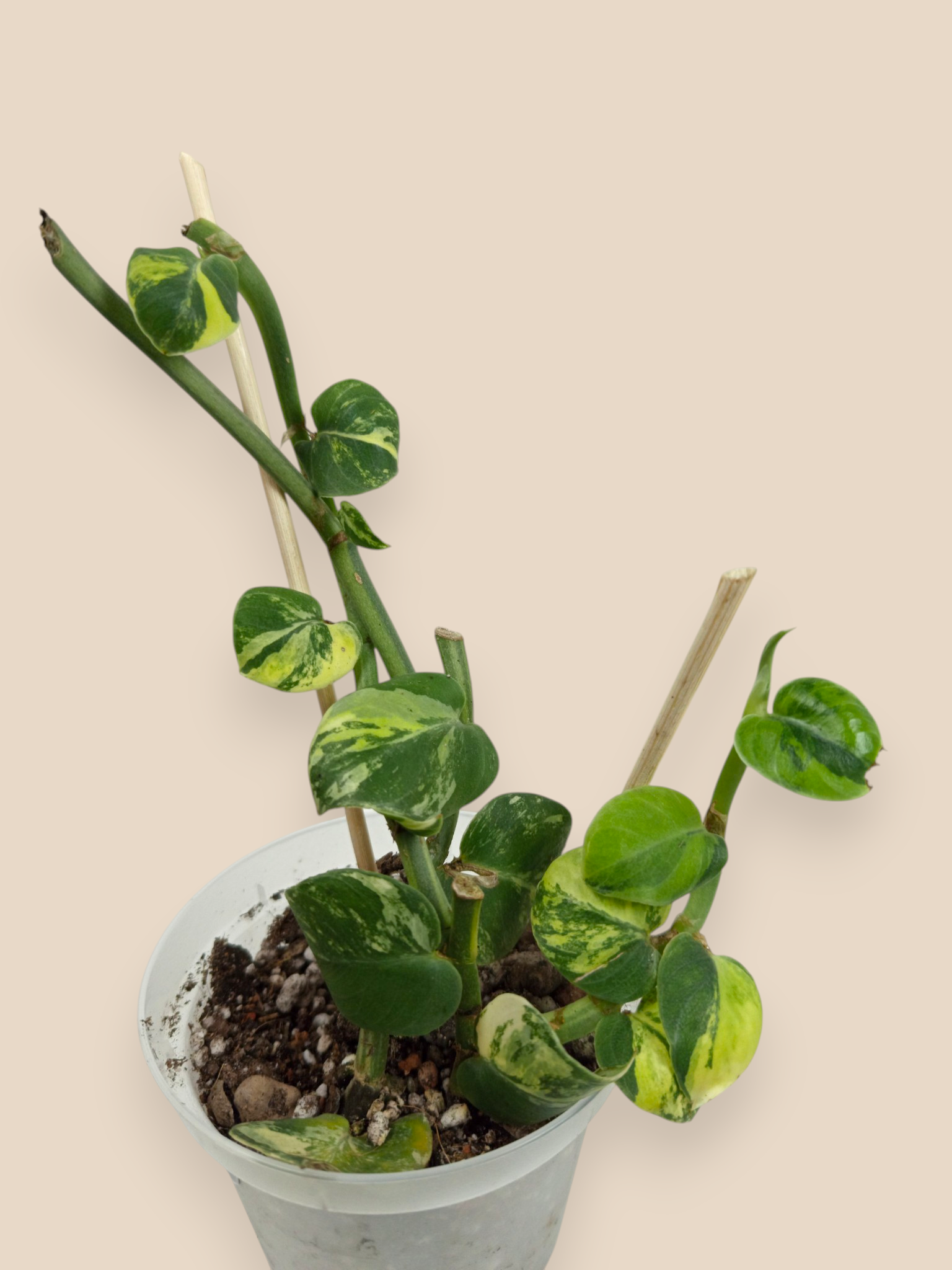 Rhaphidophora Hayi Variegata