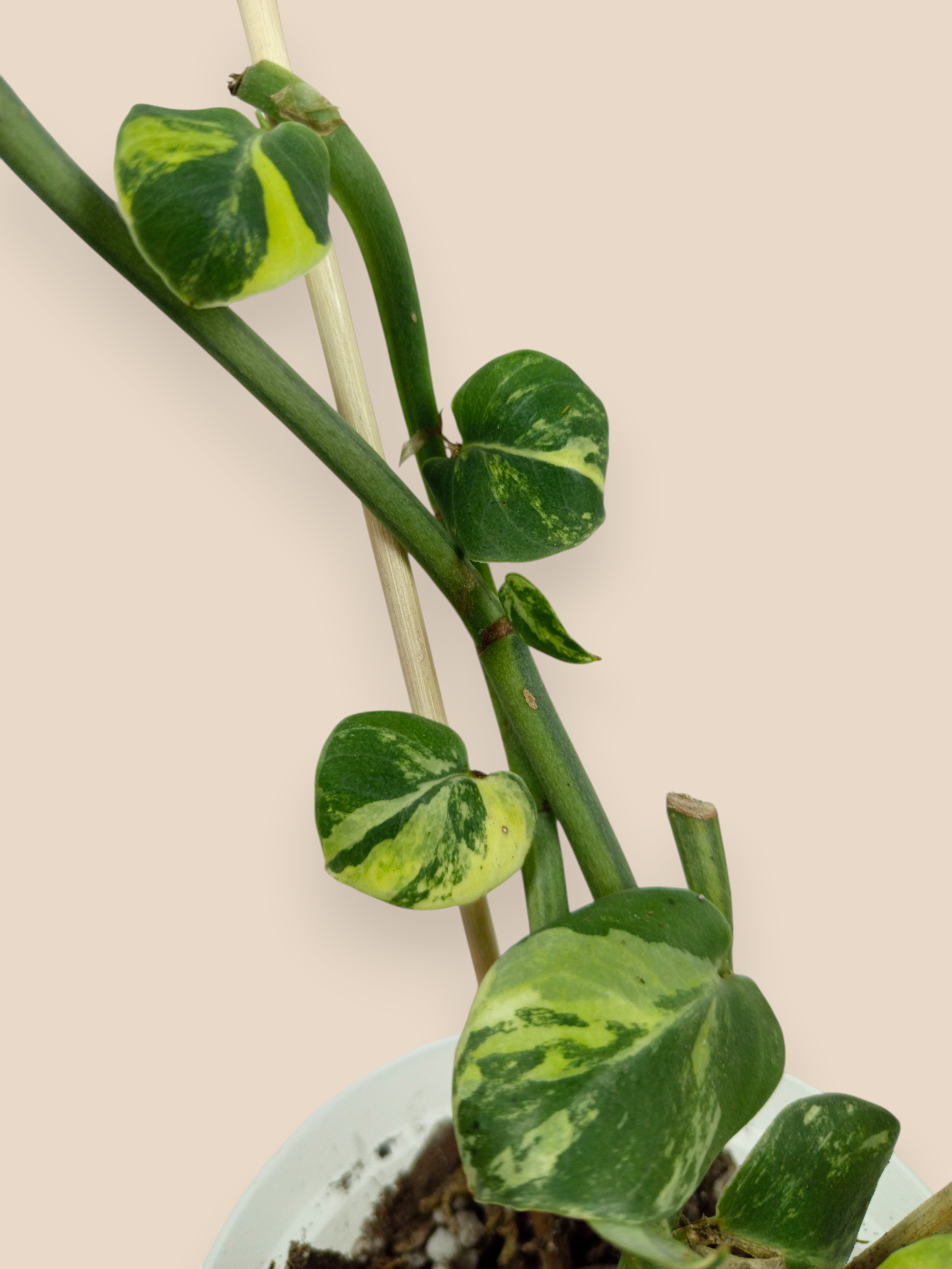 Rhaphidophora Hayi Variegata