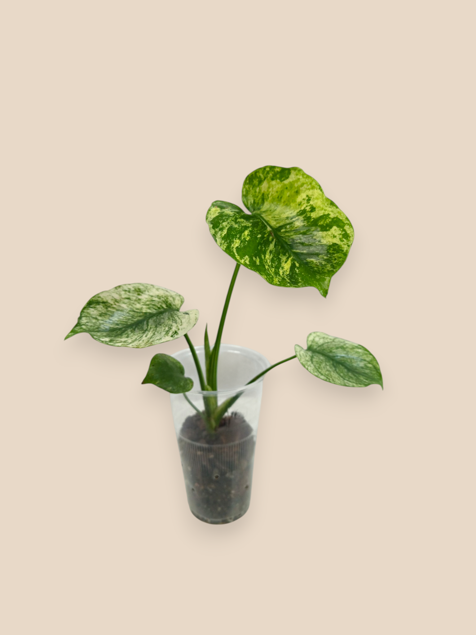 Monstera Siam Mint