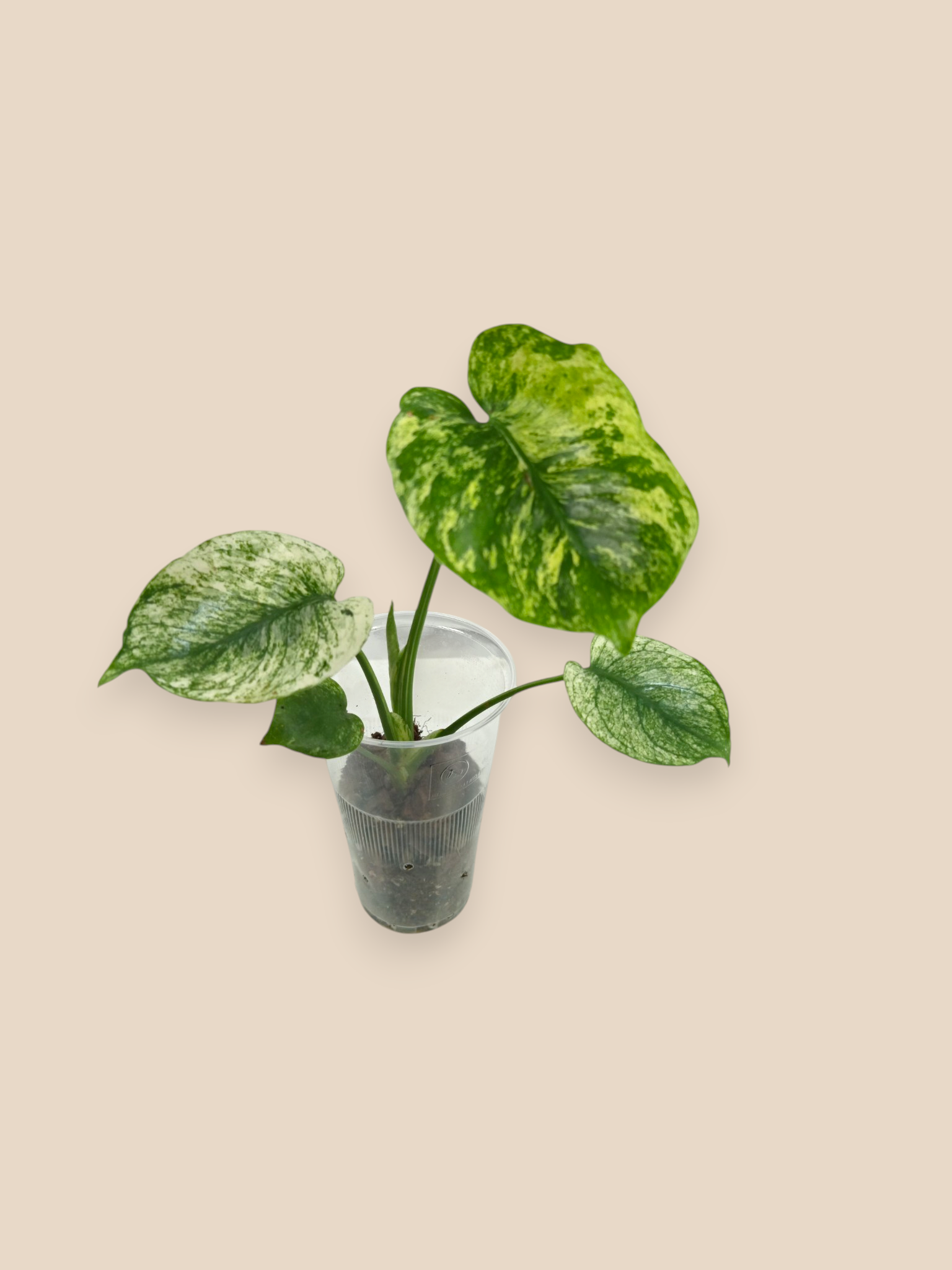 Monstera Siam Mint
