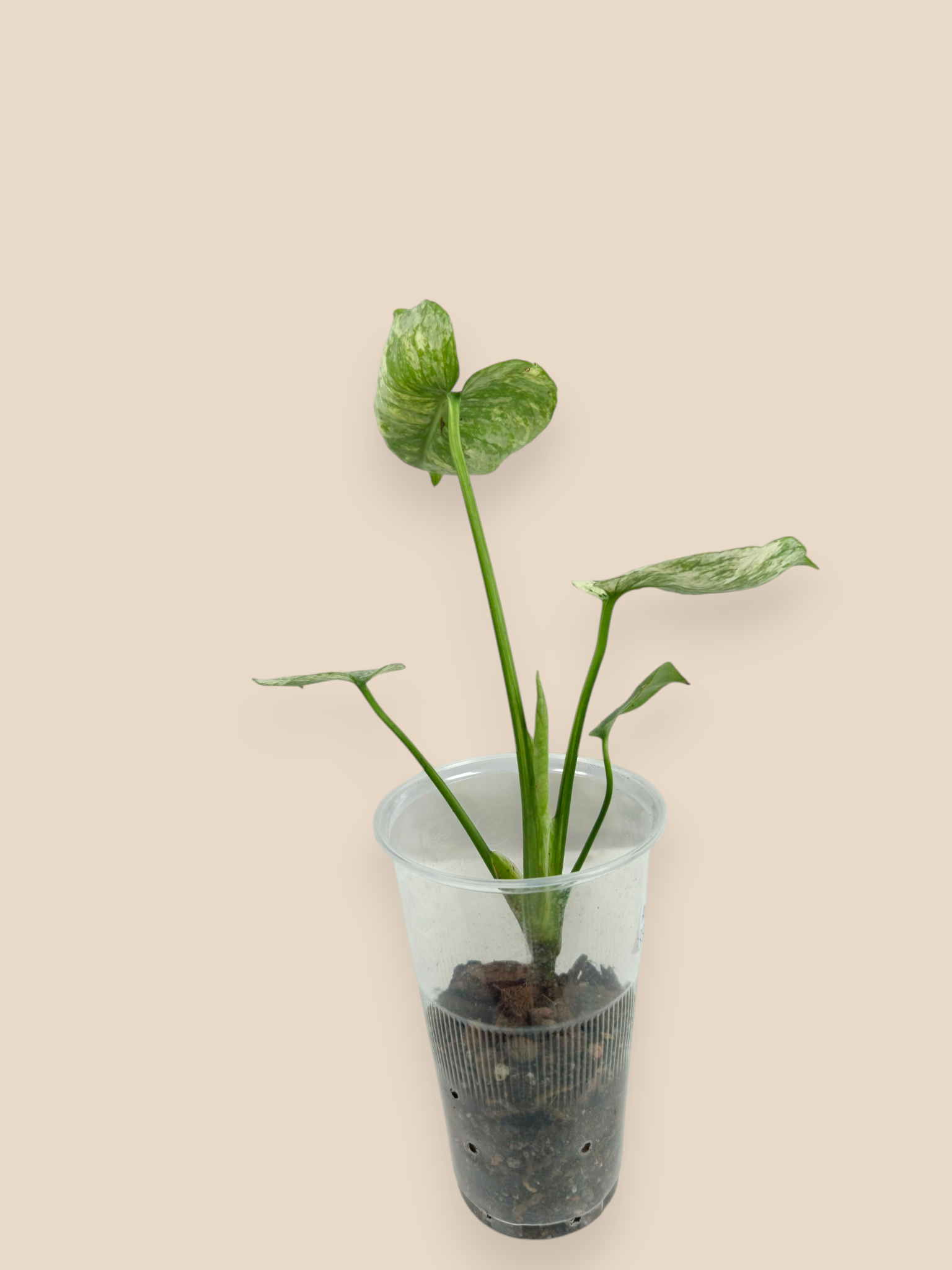 Monstera Siam Mint