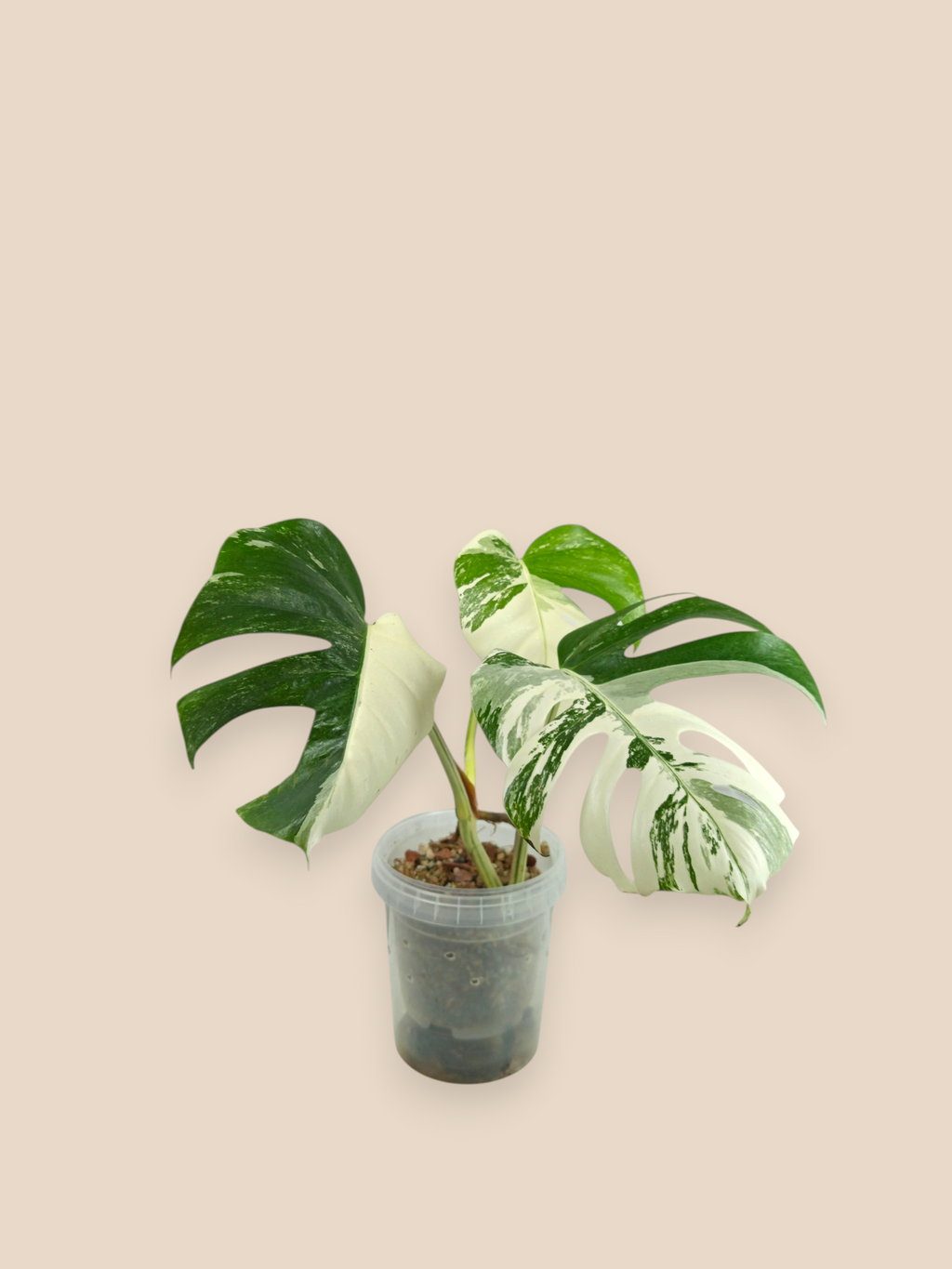 Monstera Albo Top Half Moon