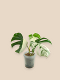 Monstera Albo Top Half Moon