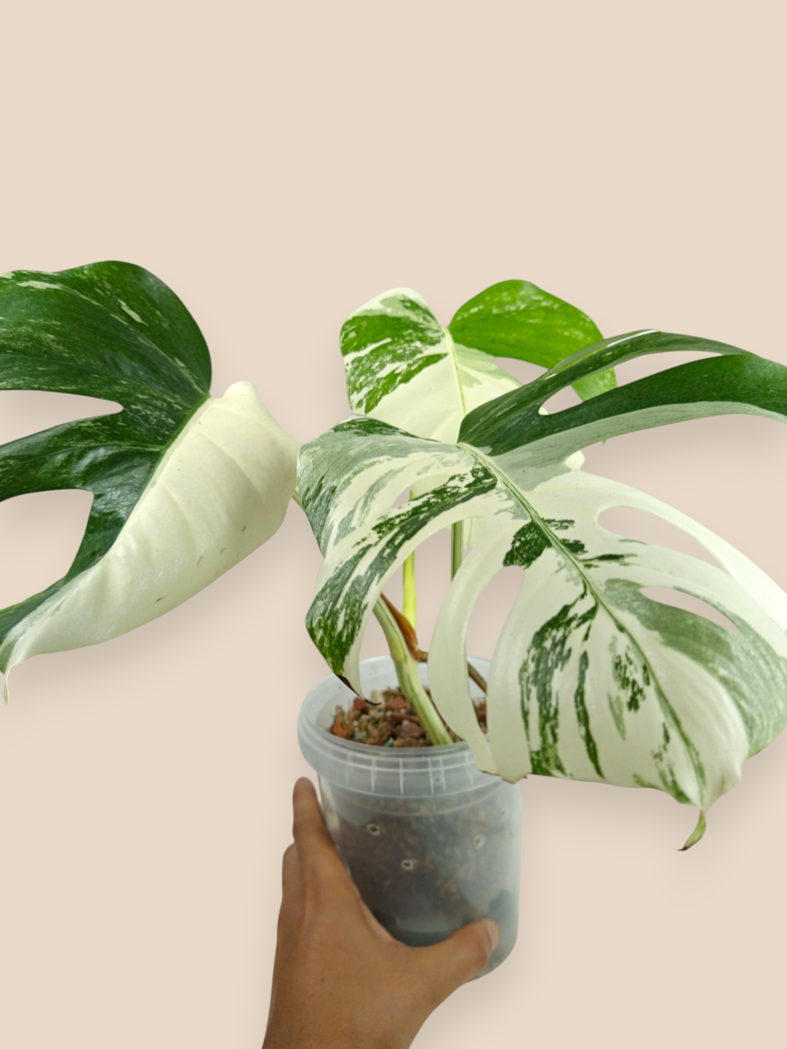 Monstera Albo Top Half Moon