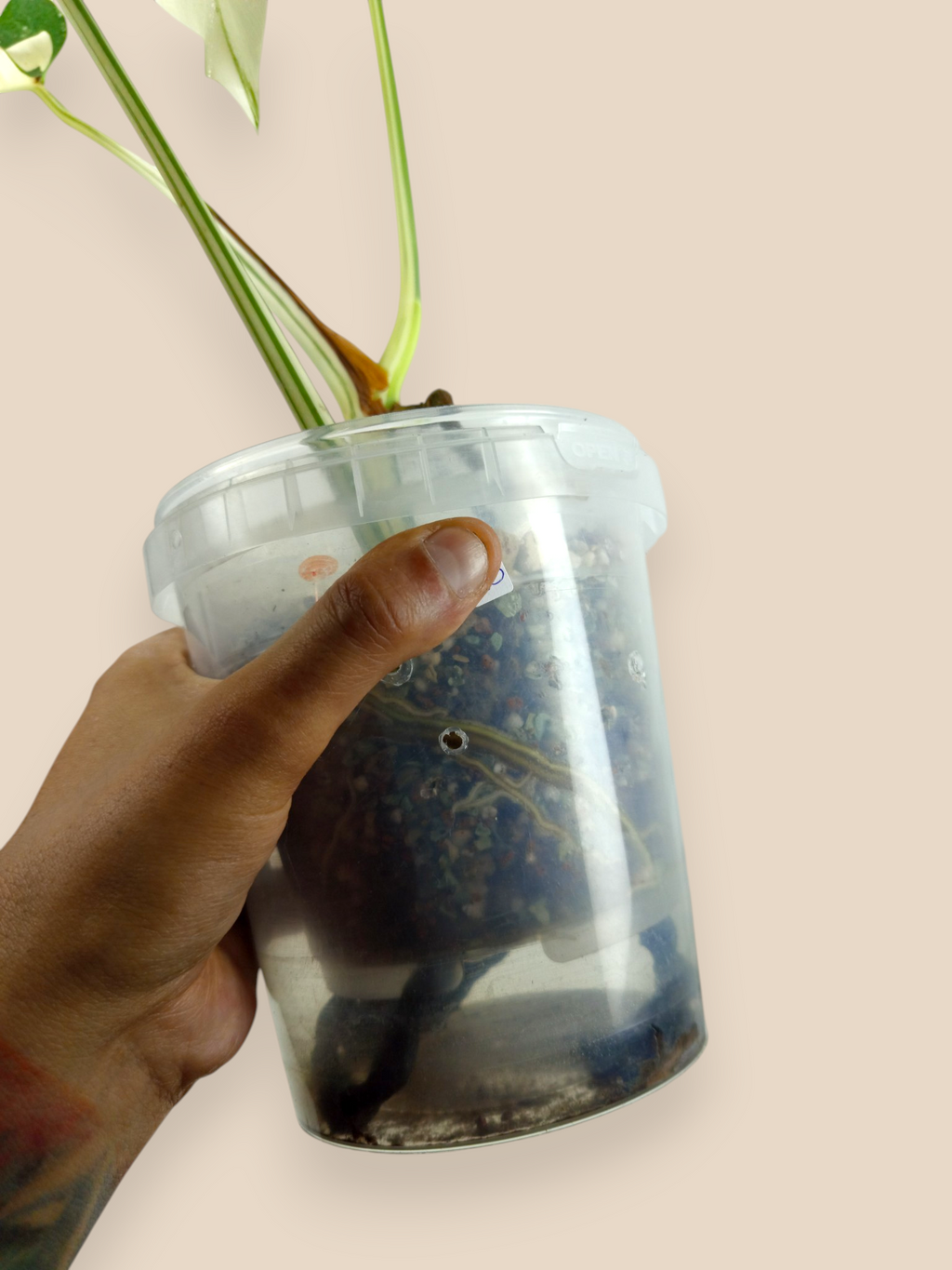 Monstera Albo Top Half Moon