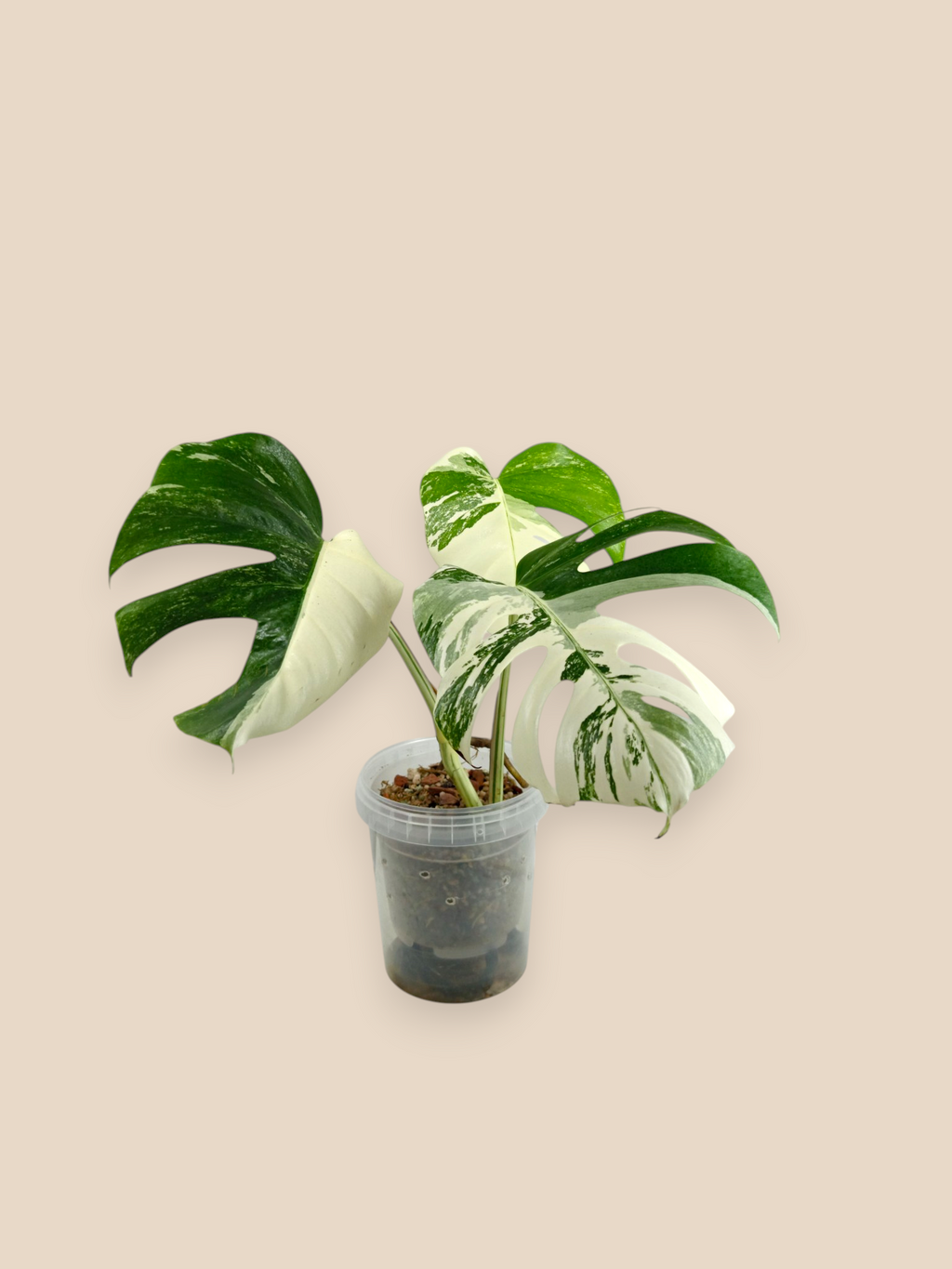 Monstera Albo Top Half Moon