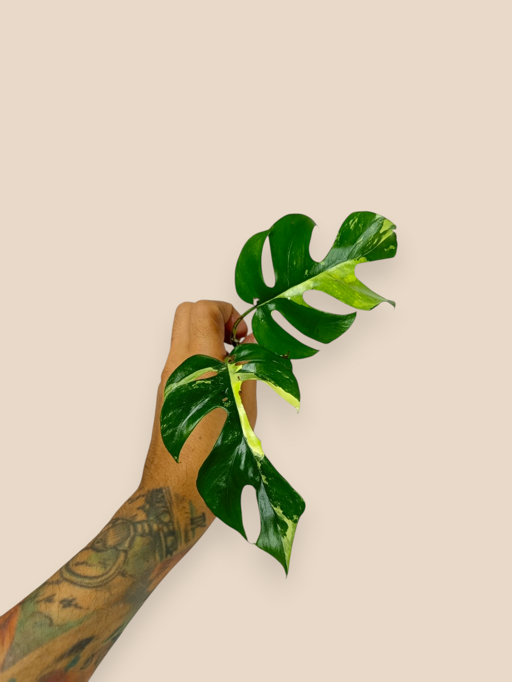 Mini Monstera Albo Top