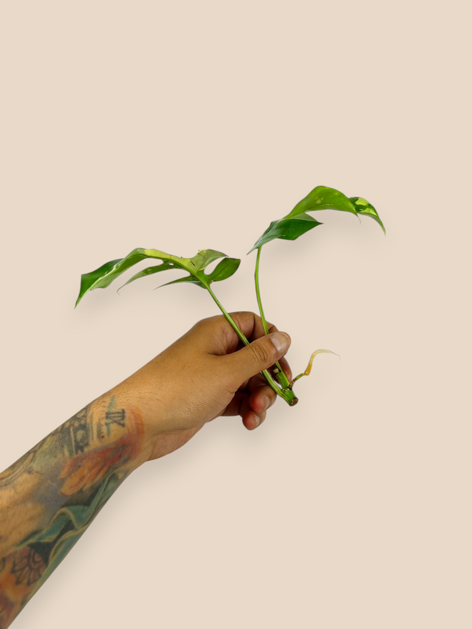 Mini Monstera Albo Top