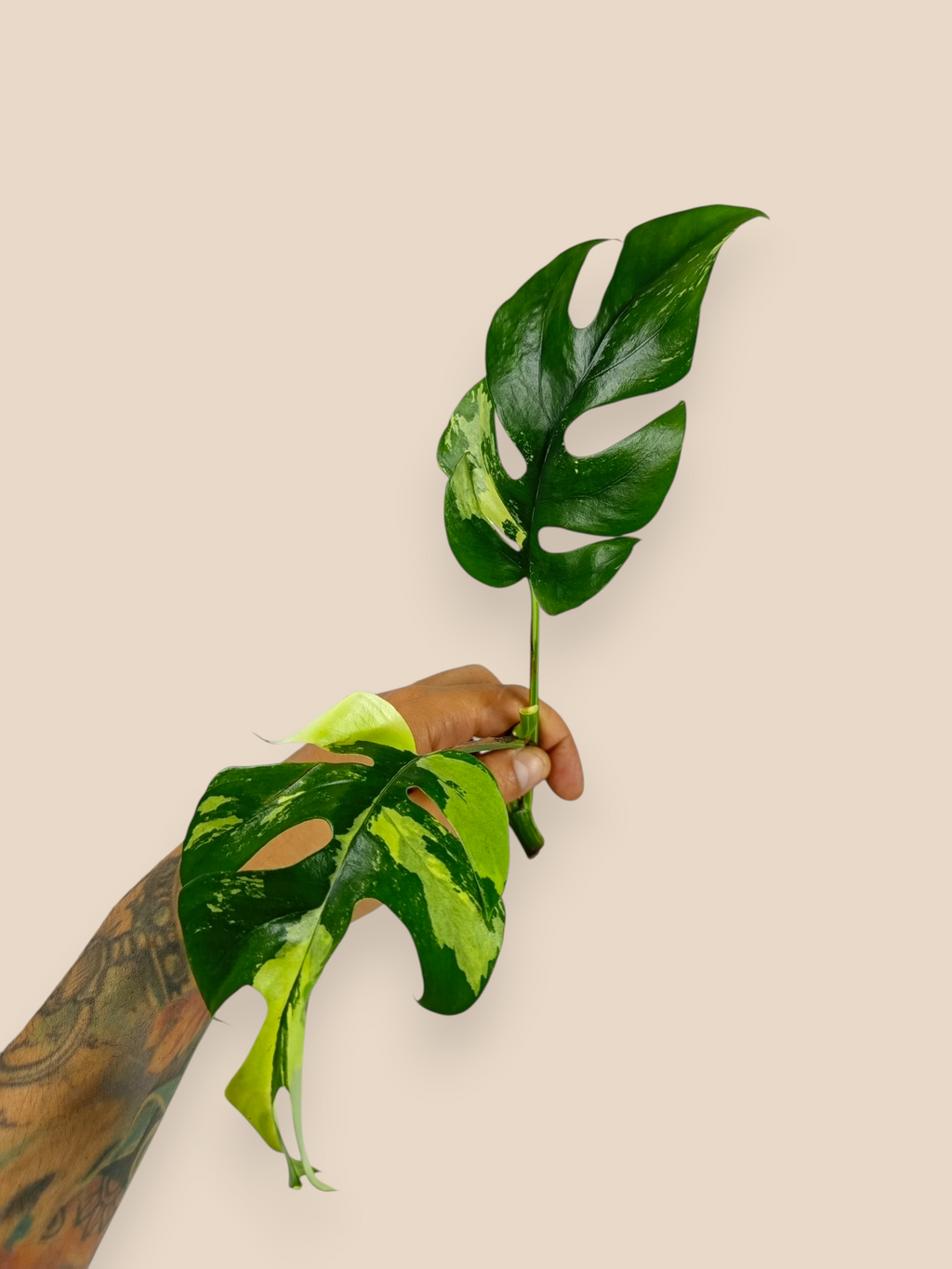 Mini Monstera Albo Top