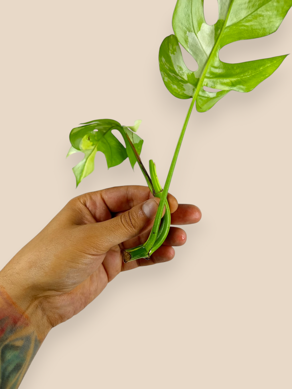 Mini Monstera Albo Top