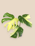 Monstera Thai Constellation Tricolor Miracle Mutation