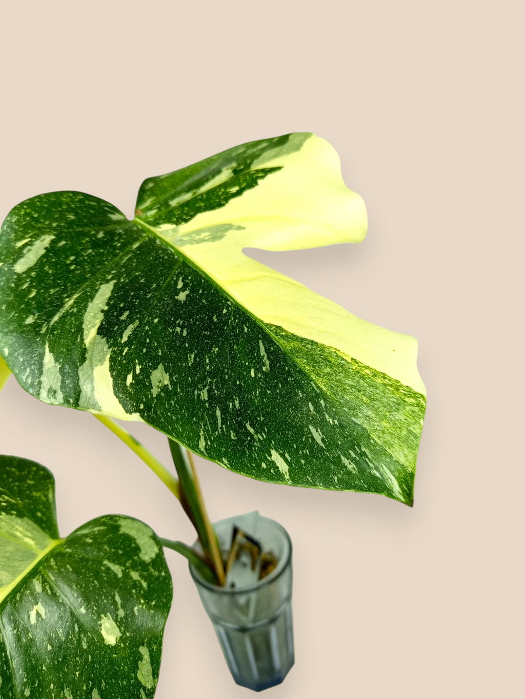 Monstera Thai Constellation Tricolor Miracle Mutation