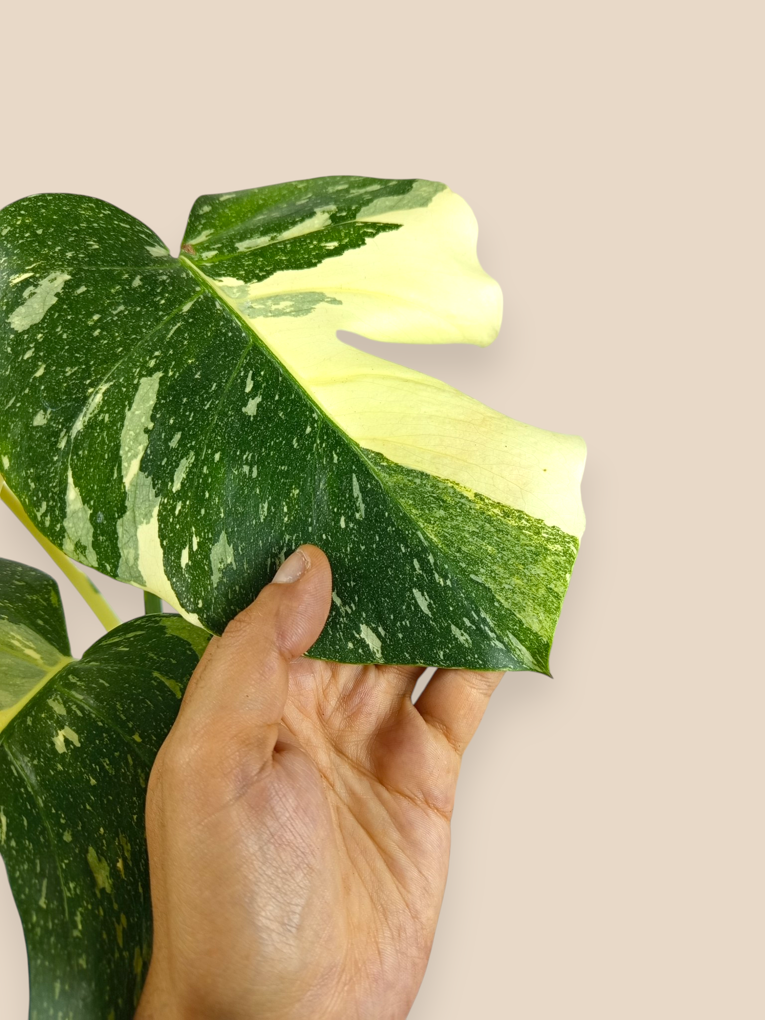 Monstera Thai Constellation Tricolor Miracle Mutation