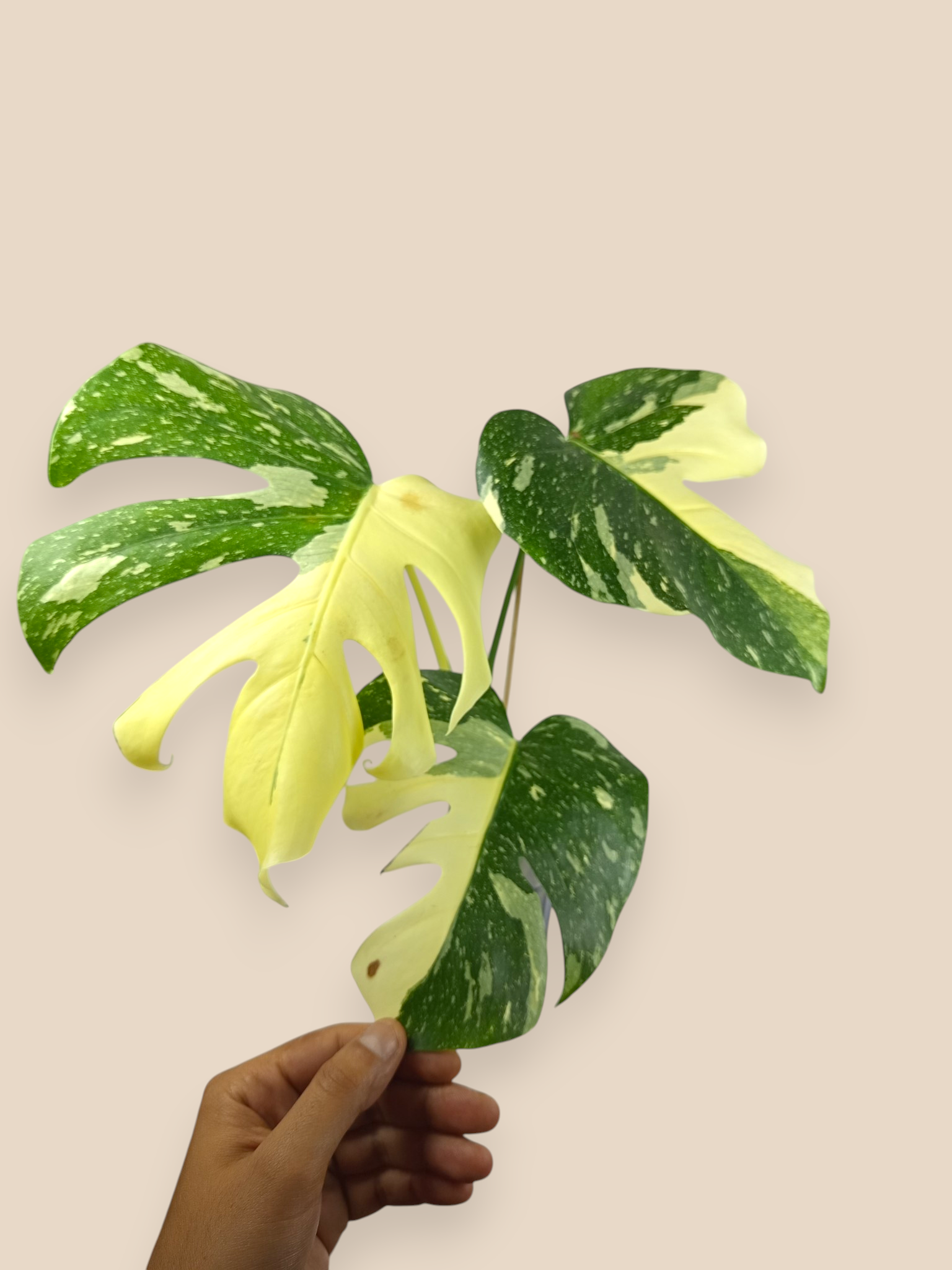 Monstera Thai Constellation Tricolor Miracle Mutation