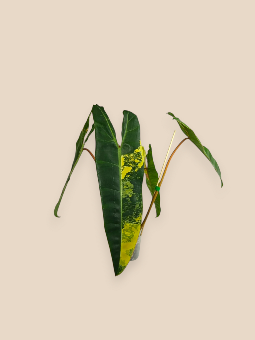 Philodendron Billietiae Variegata