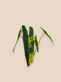 Philodendron Billietiae Variegata
