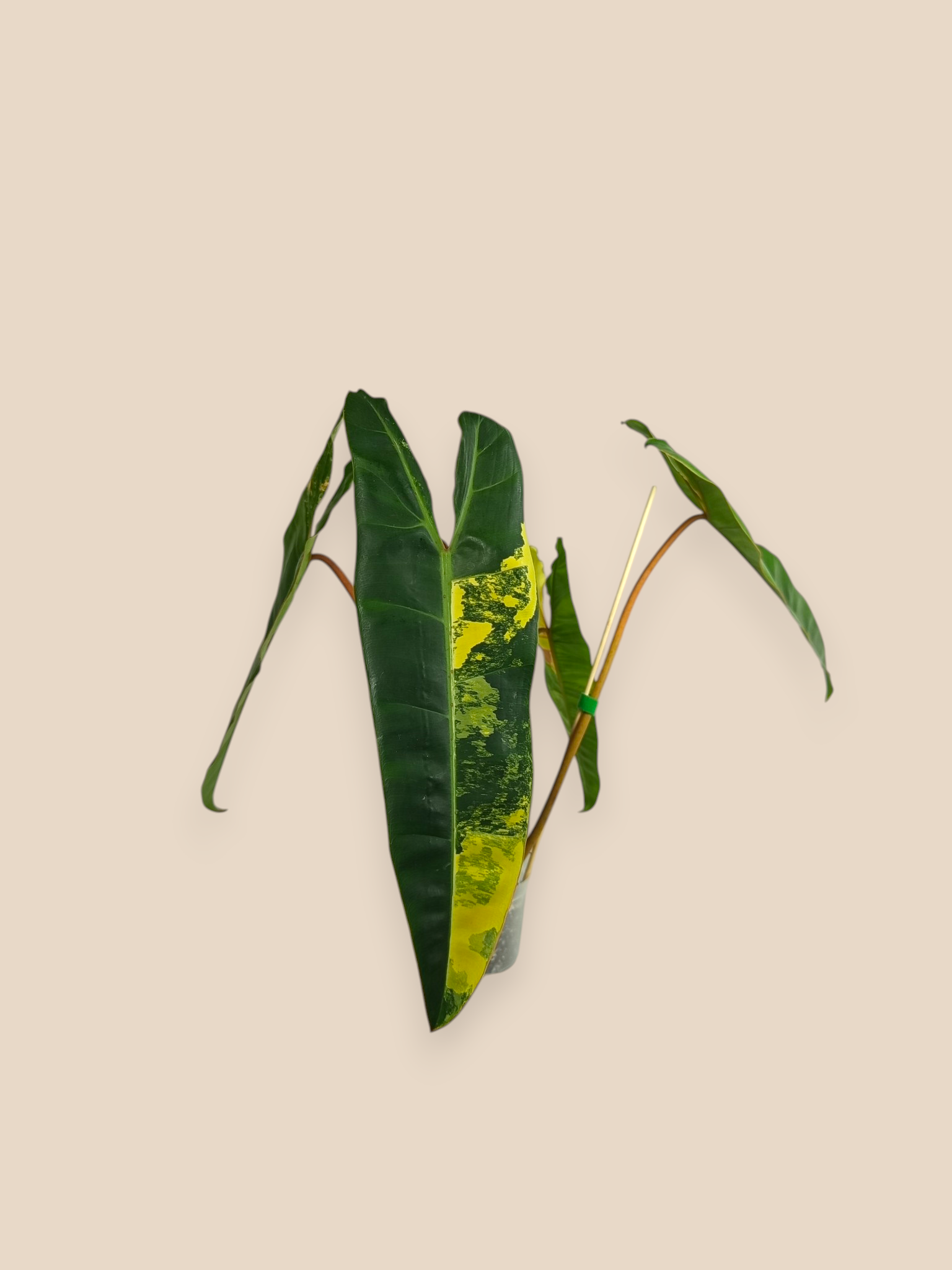 Philodendron Billietiae Variegata