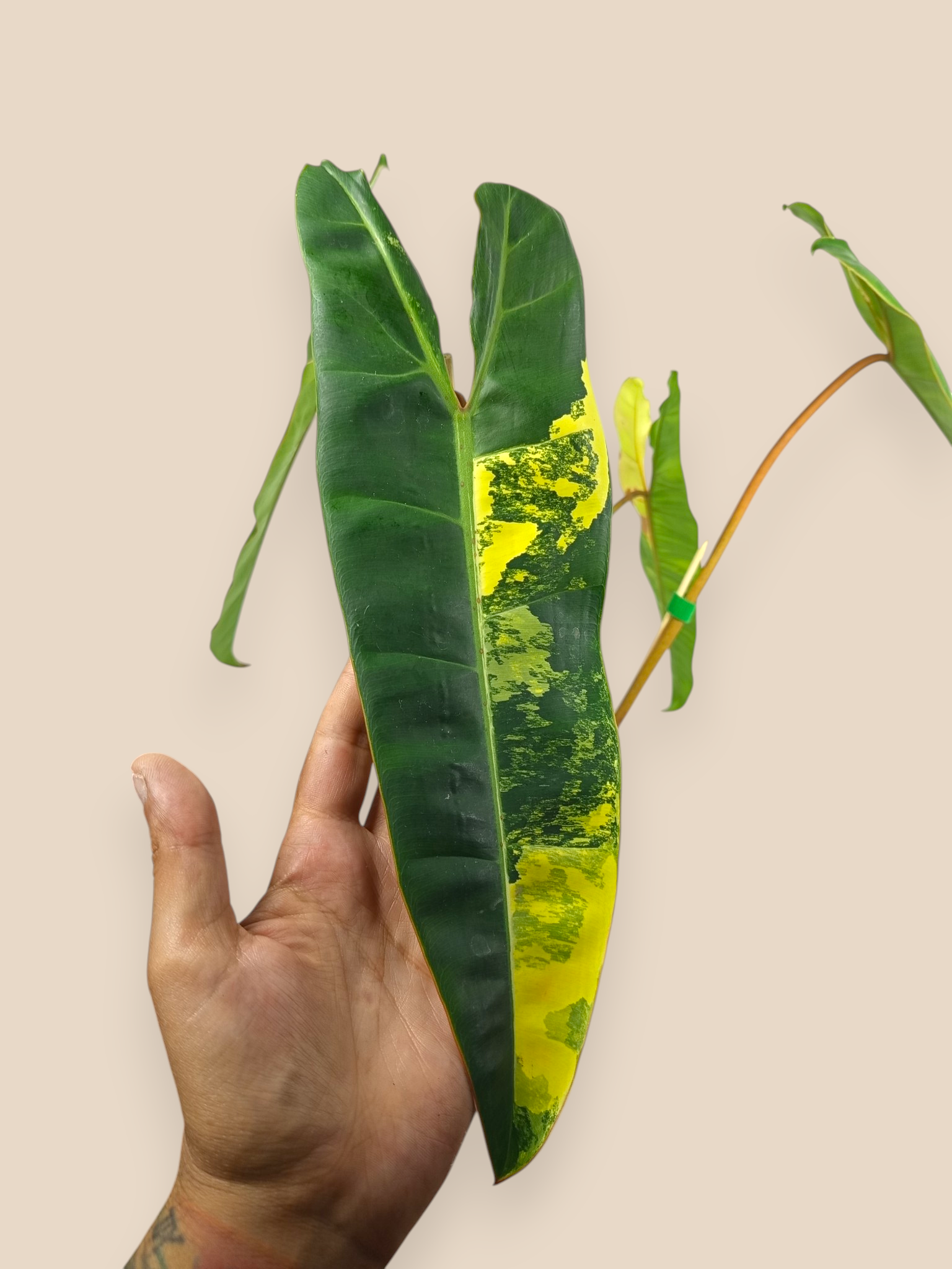 Philodendron Billietiae Variegata