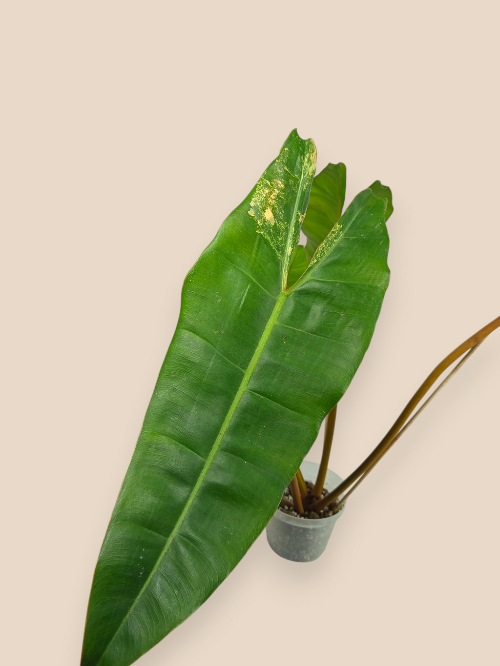 Philodendron Billietiae Variegata