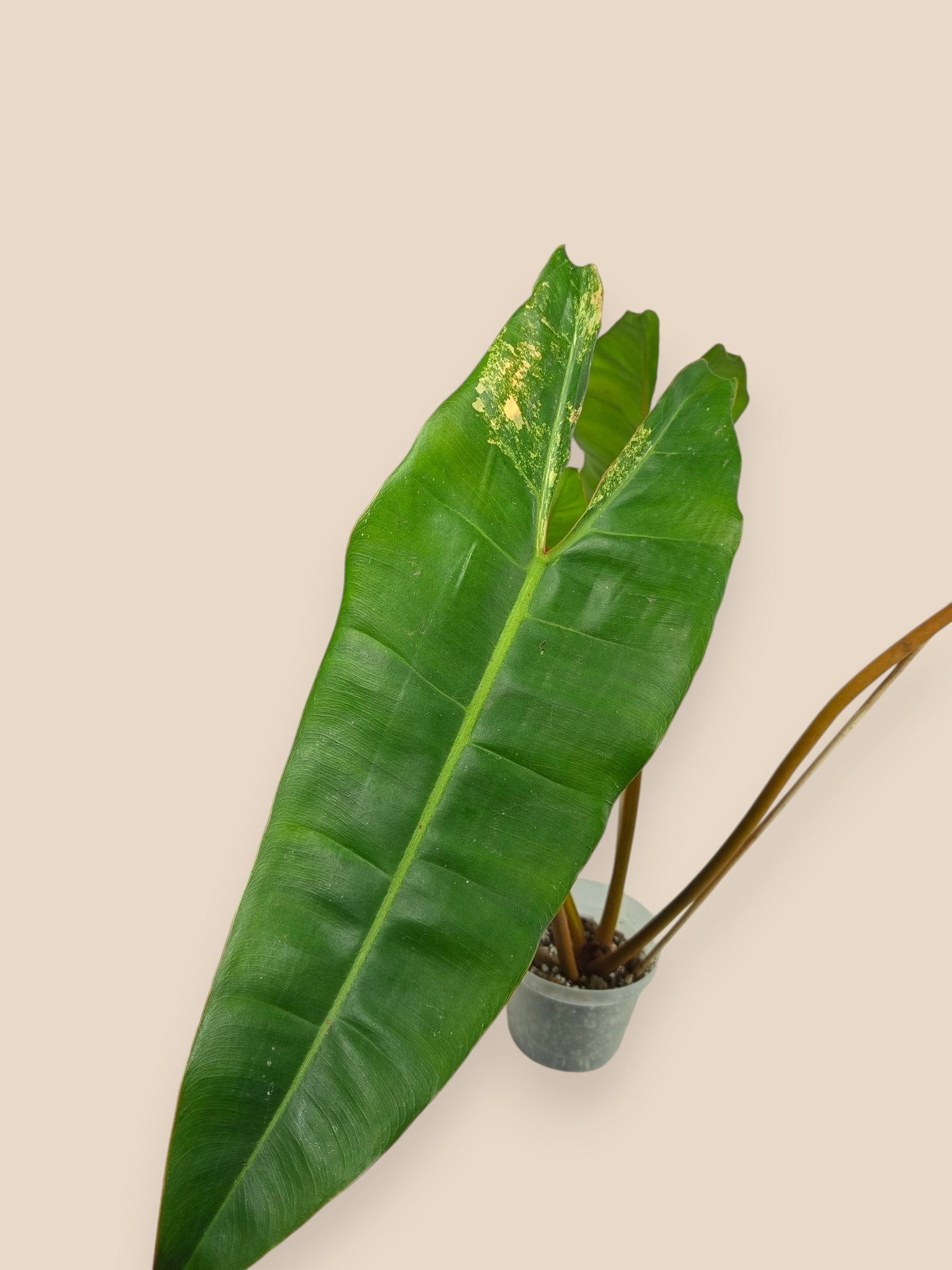 Philodendron Billietiae Variegata