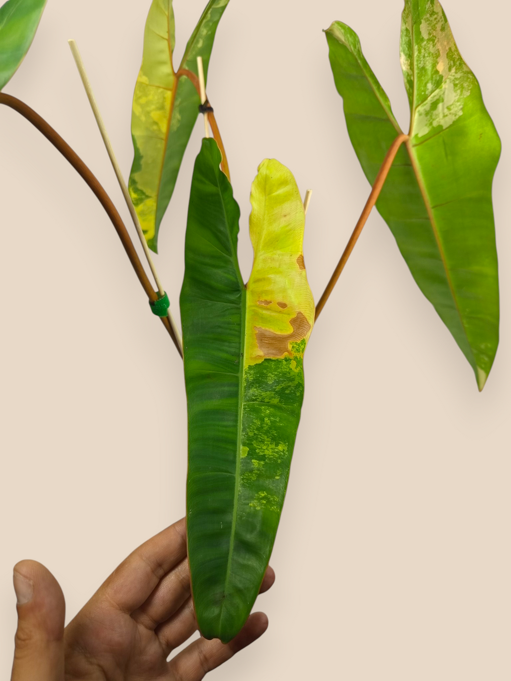 Philodendron Billietiae Variegata