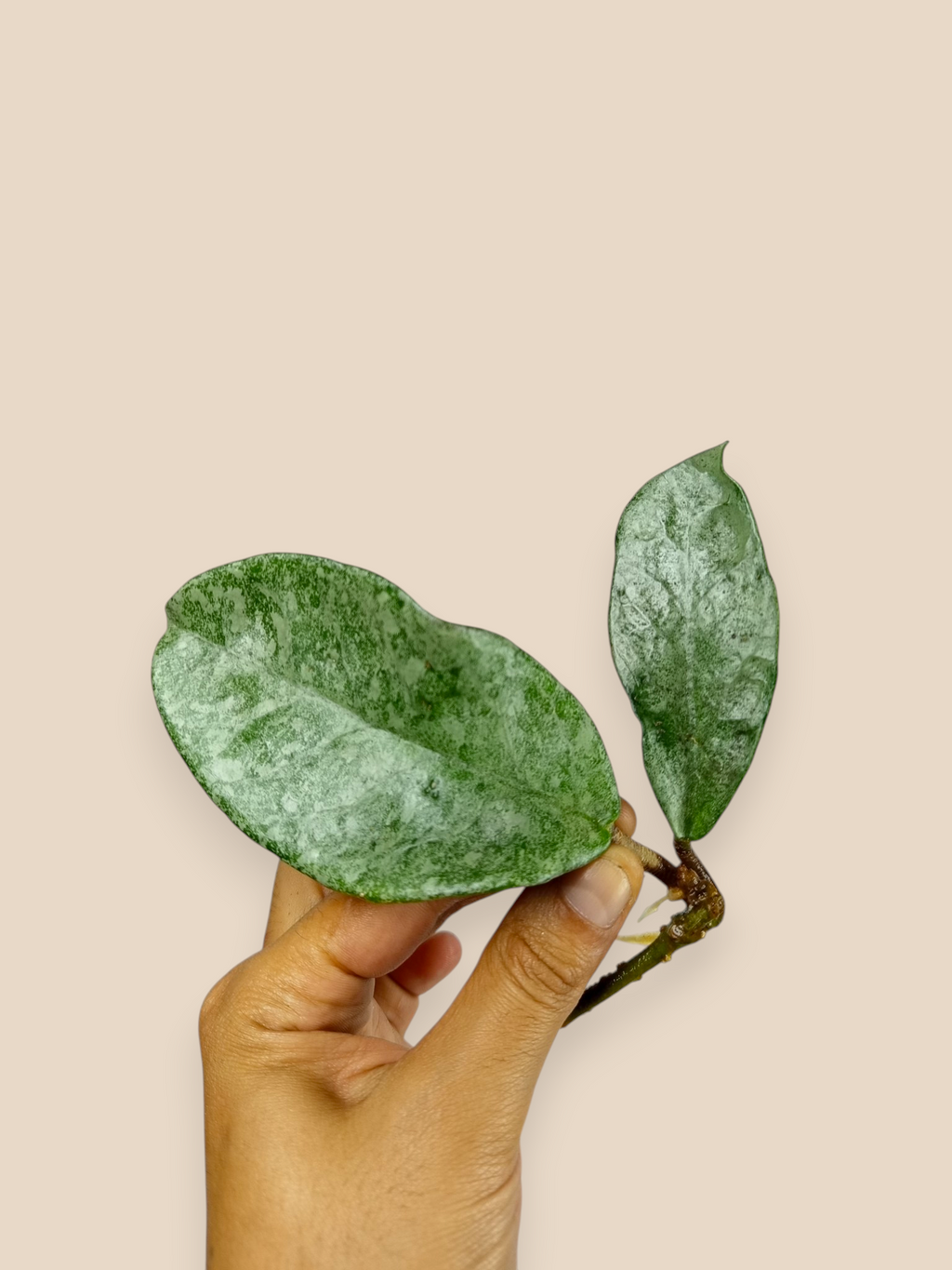 Hoya carnosa 'Grey Ghost'