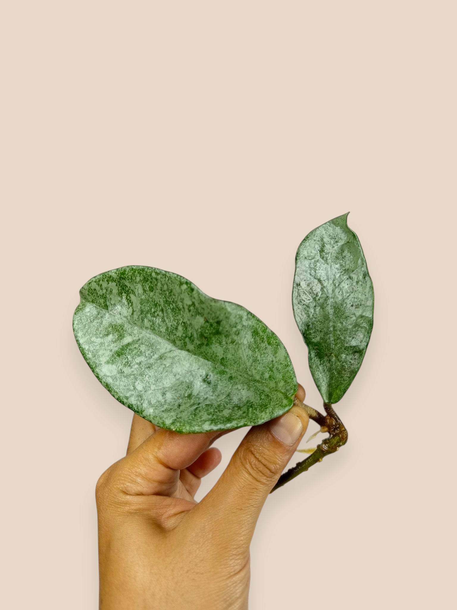 Hoya carnosa 'Grey Ghost'