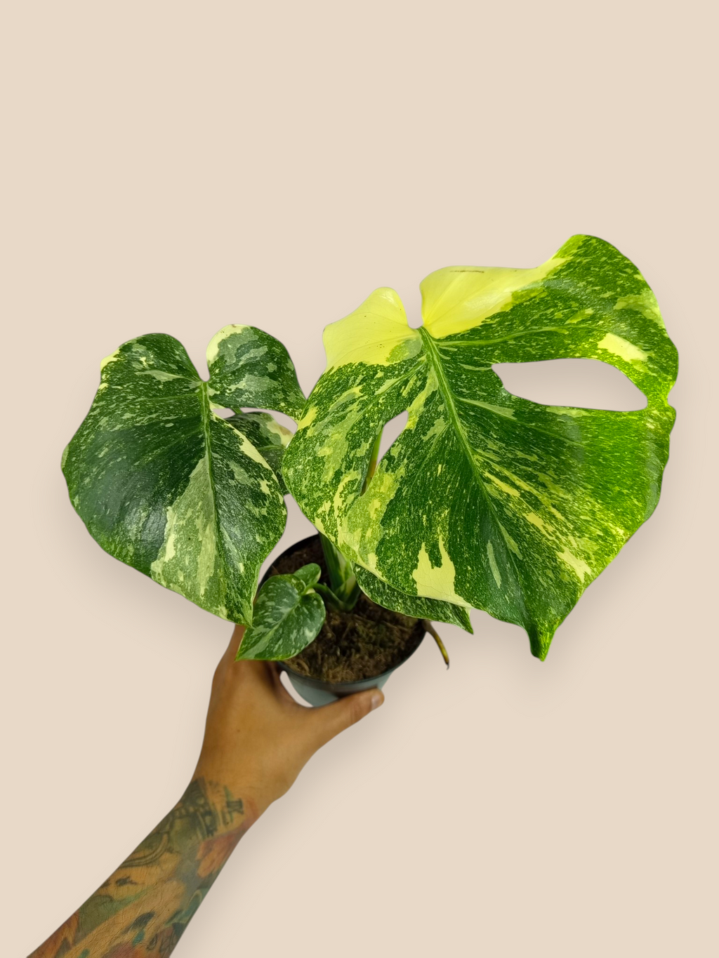 Monstera Thai Constellation Mutation