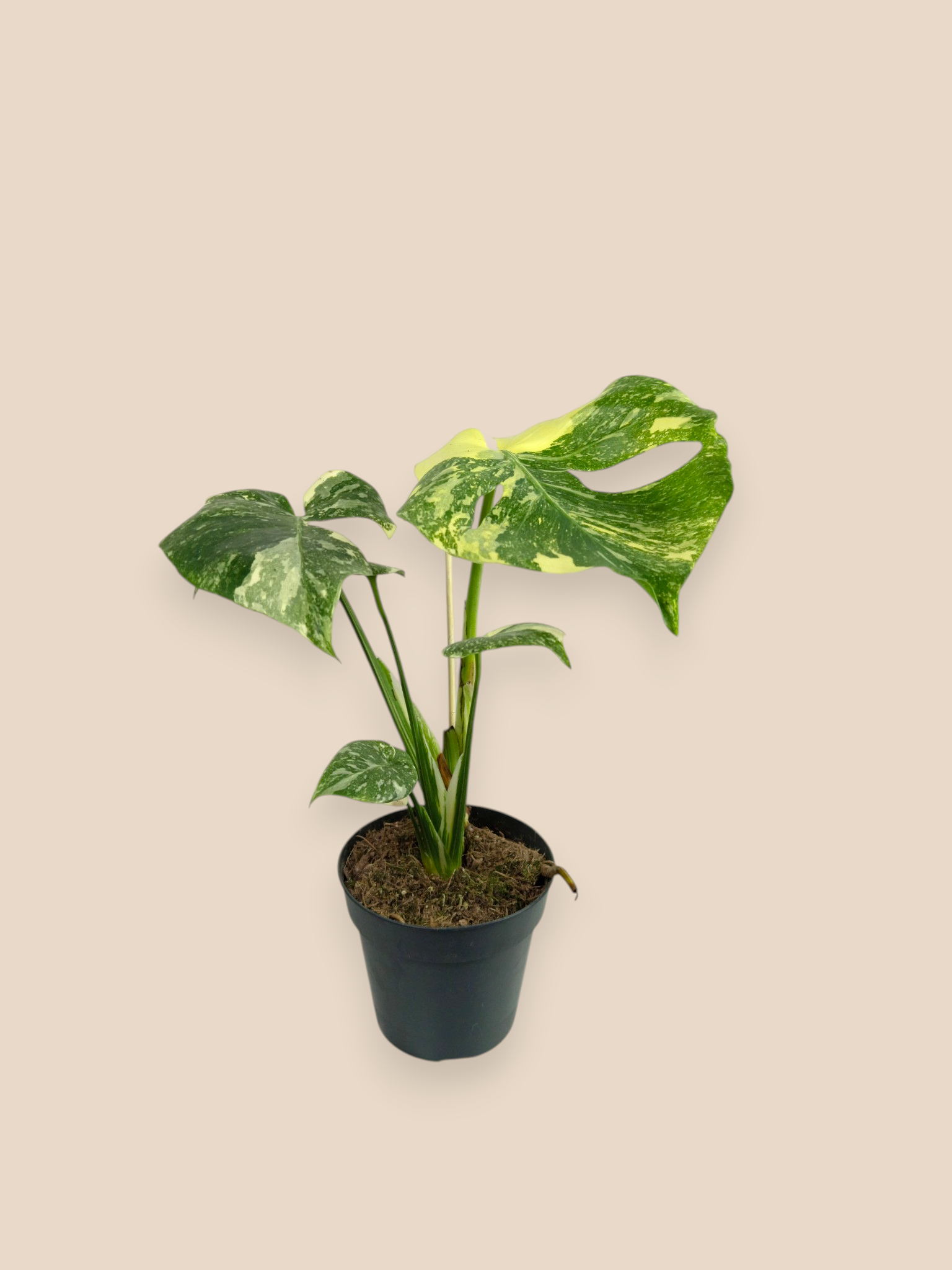 Monstera Thai Constellation Mutation
