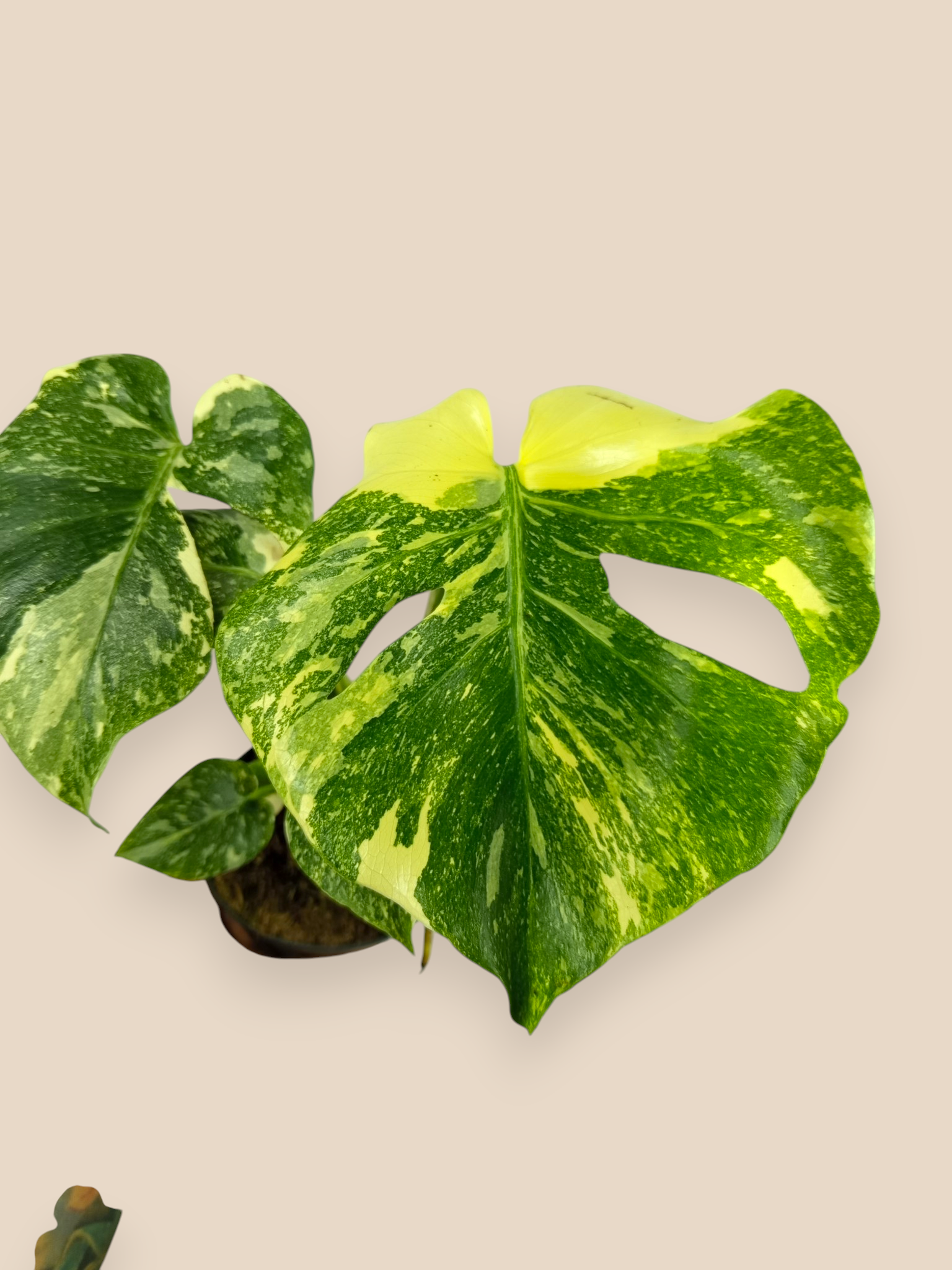 Monstera Thai Constellation Mutation