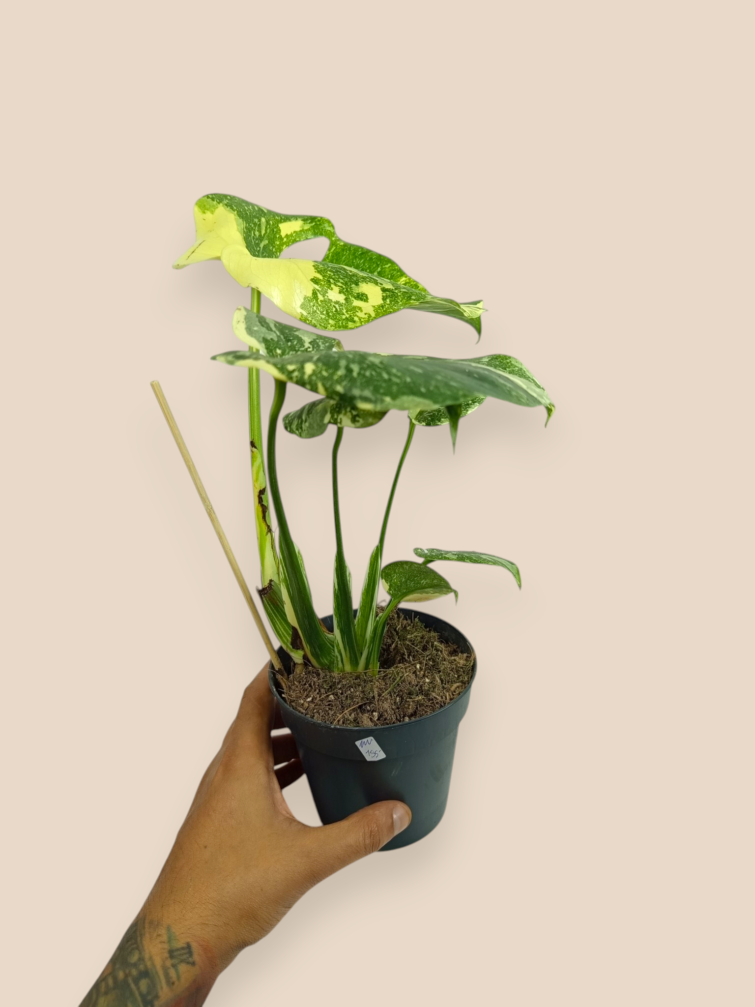 Monstera Thai Constellation Mutation
