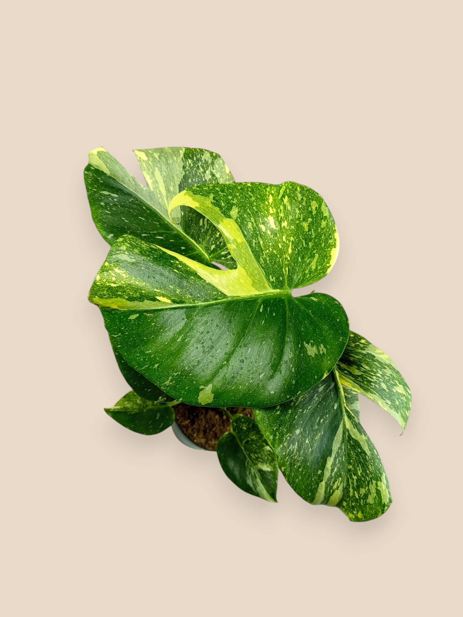 Monstera Thai Constellation Mutation